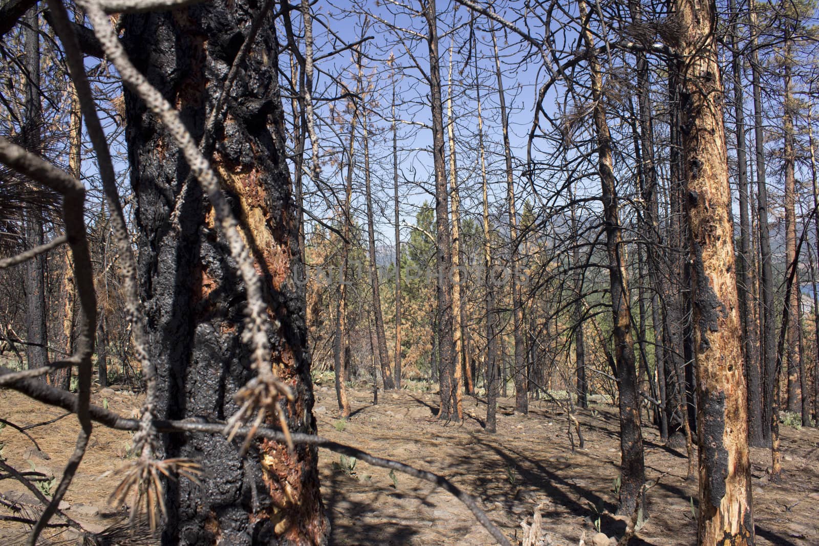 Burnt hillside with blue skies by jeremywhat