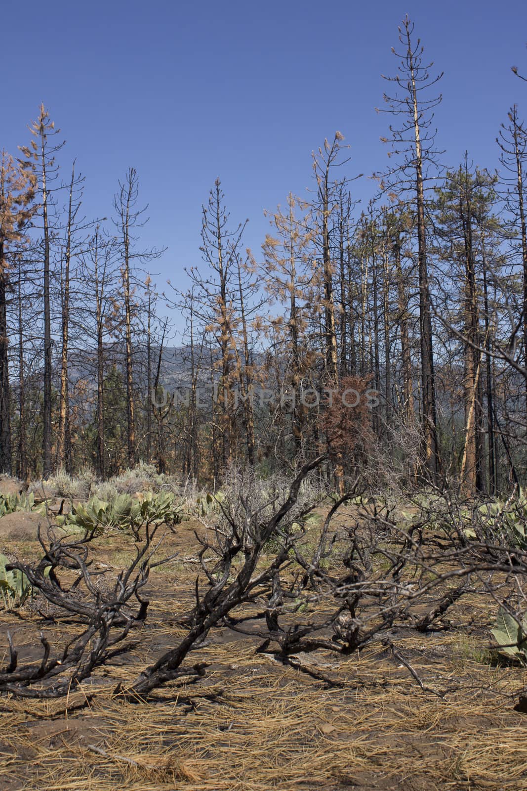 after math of a forest fire in the high sierras.