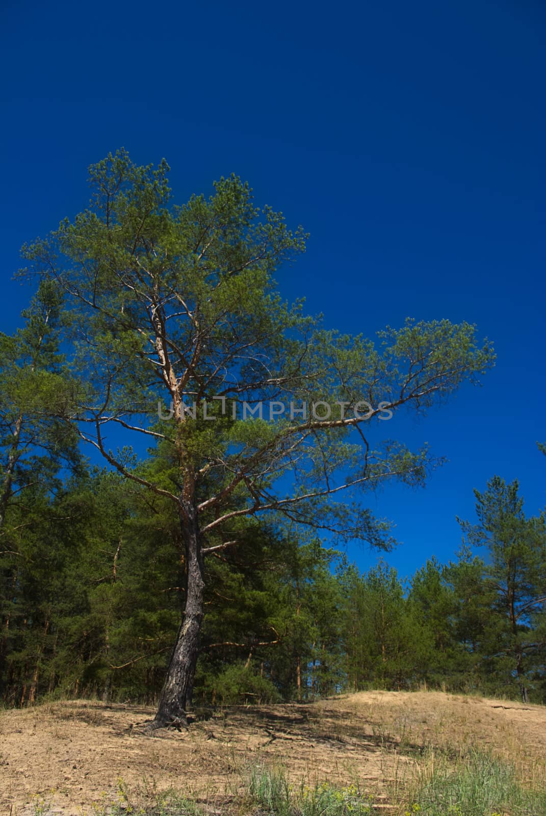 Single pine tree against a background of blue clear sky and forest