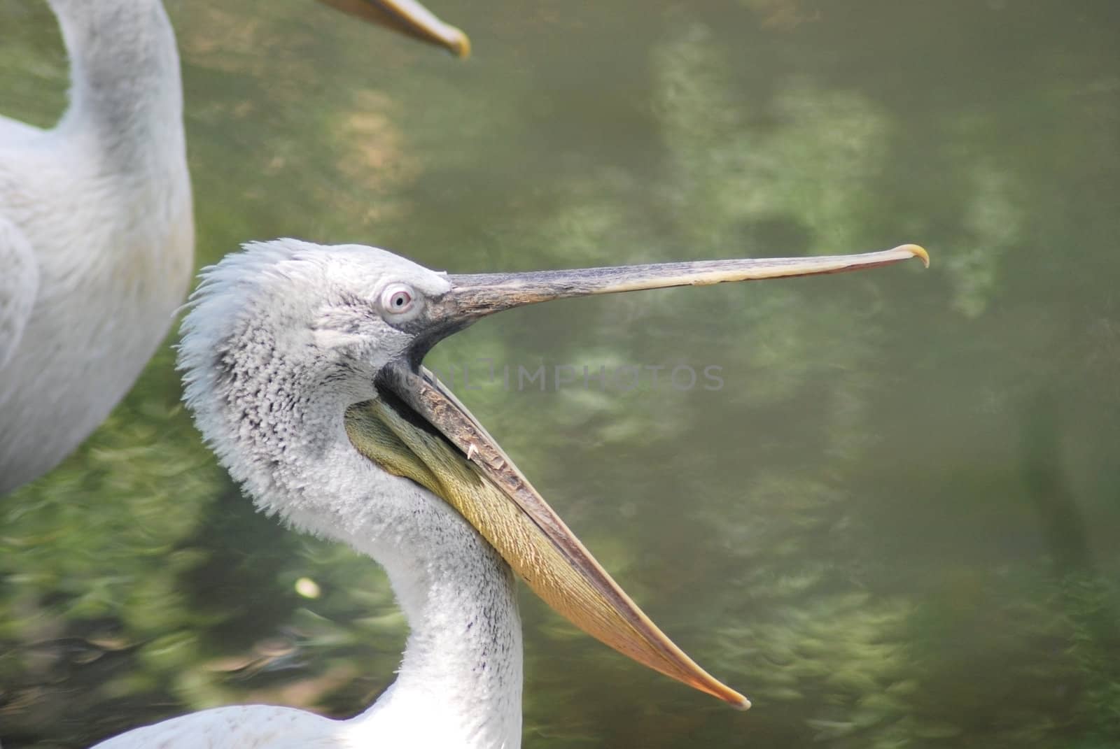 close up of  white pelican, pelecanus occidentalis