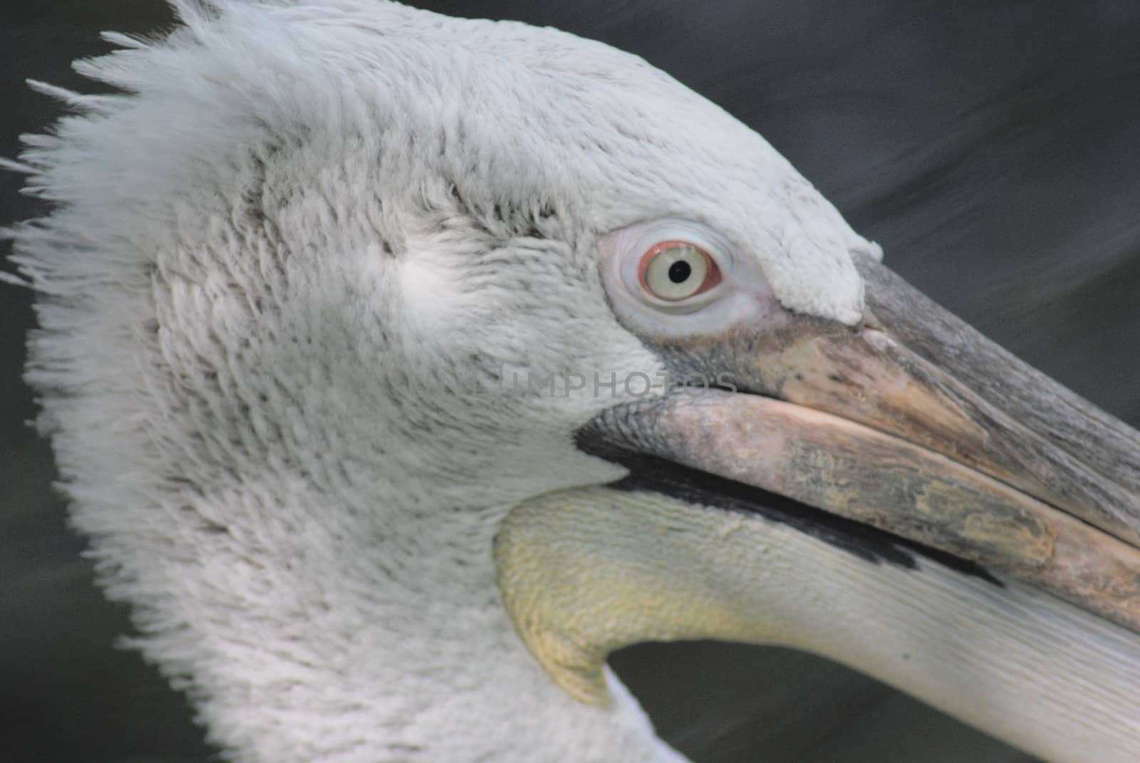 close up of  white pelican, pelecanus occidentalis