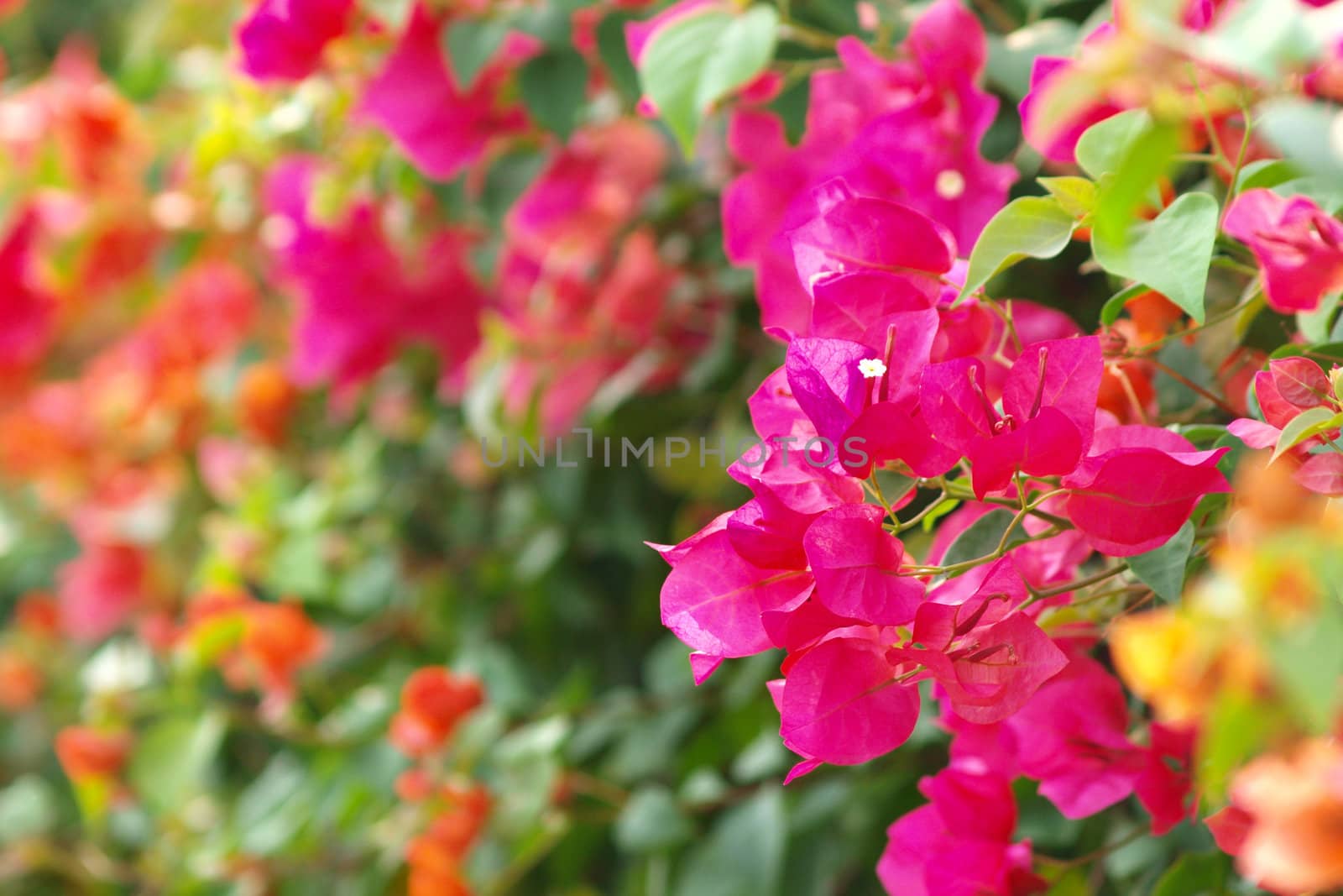 image of bright Bougainvillea by jakgree