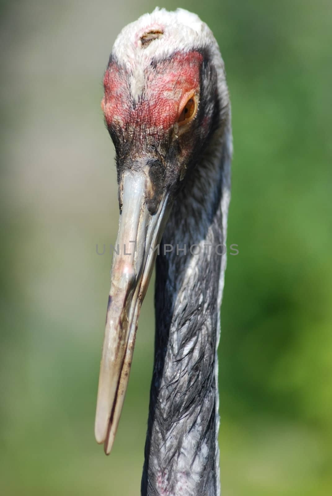 close up of  the head and eye of  a sandhill crane 