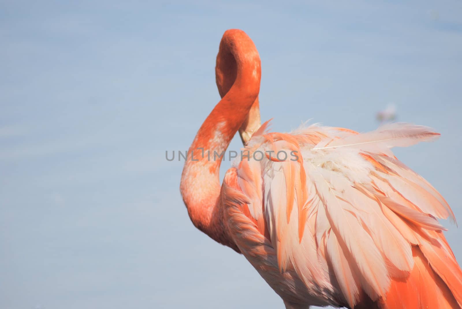 close up  of a beautiful pink flamingo, tropical bird by svtrotof