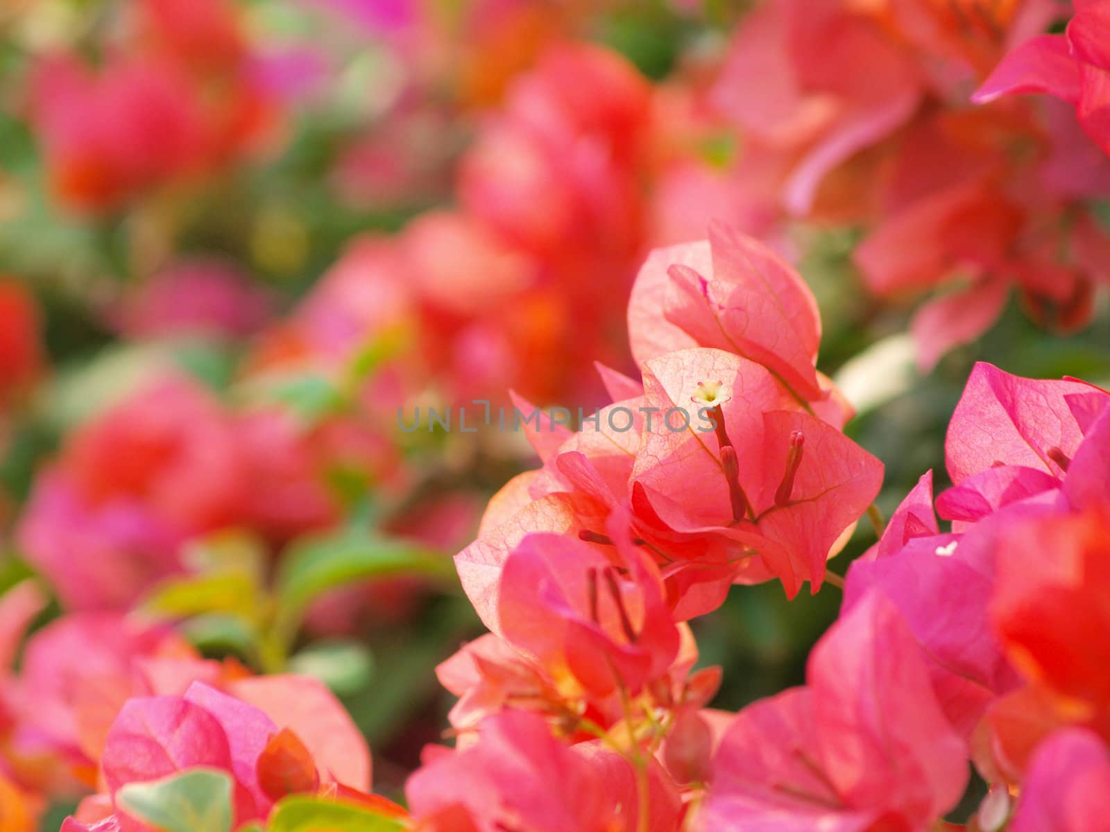 image of bright Bougainvillea by jakgree