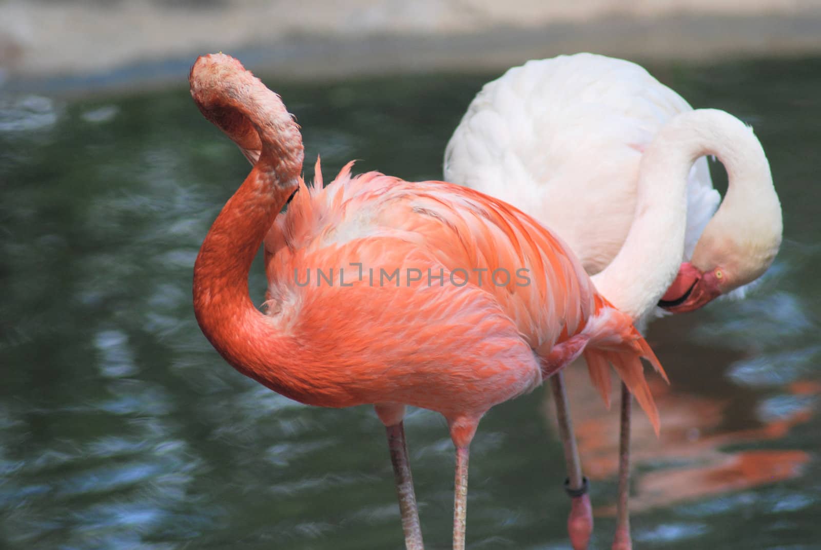 close up  of a beautiful pink flamingo, tropical bird
