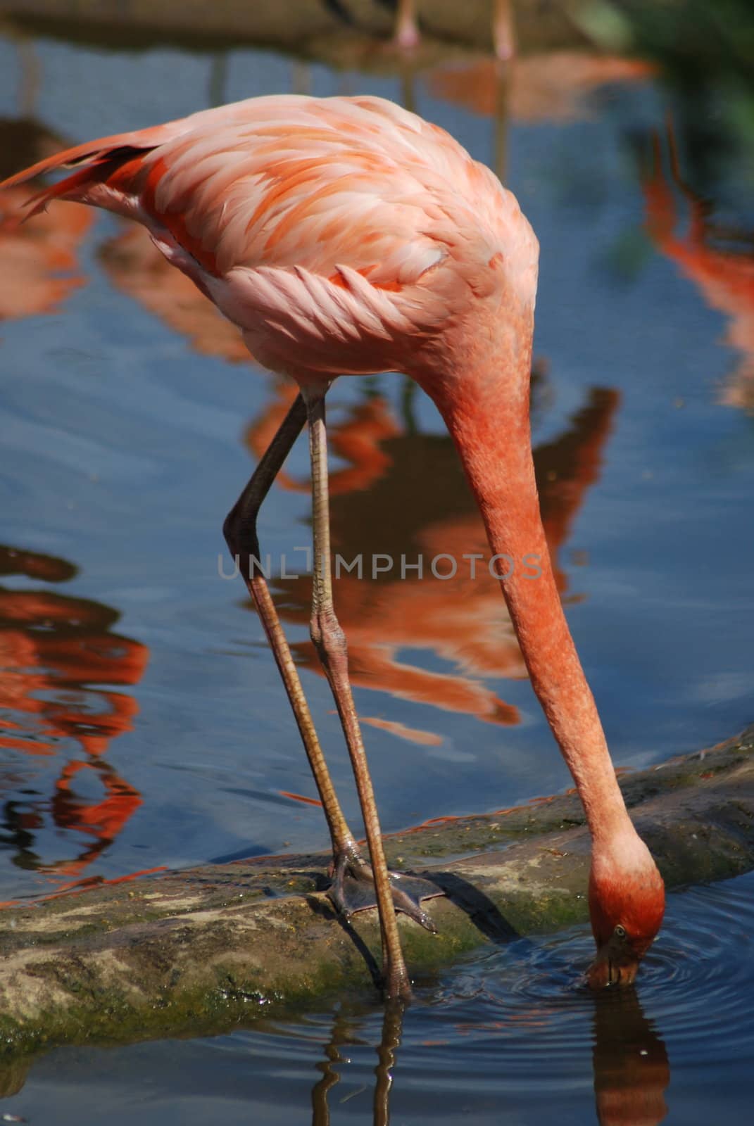 close up  of a beautiful pink flamingo, tropical bird by svtrotof