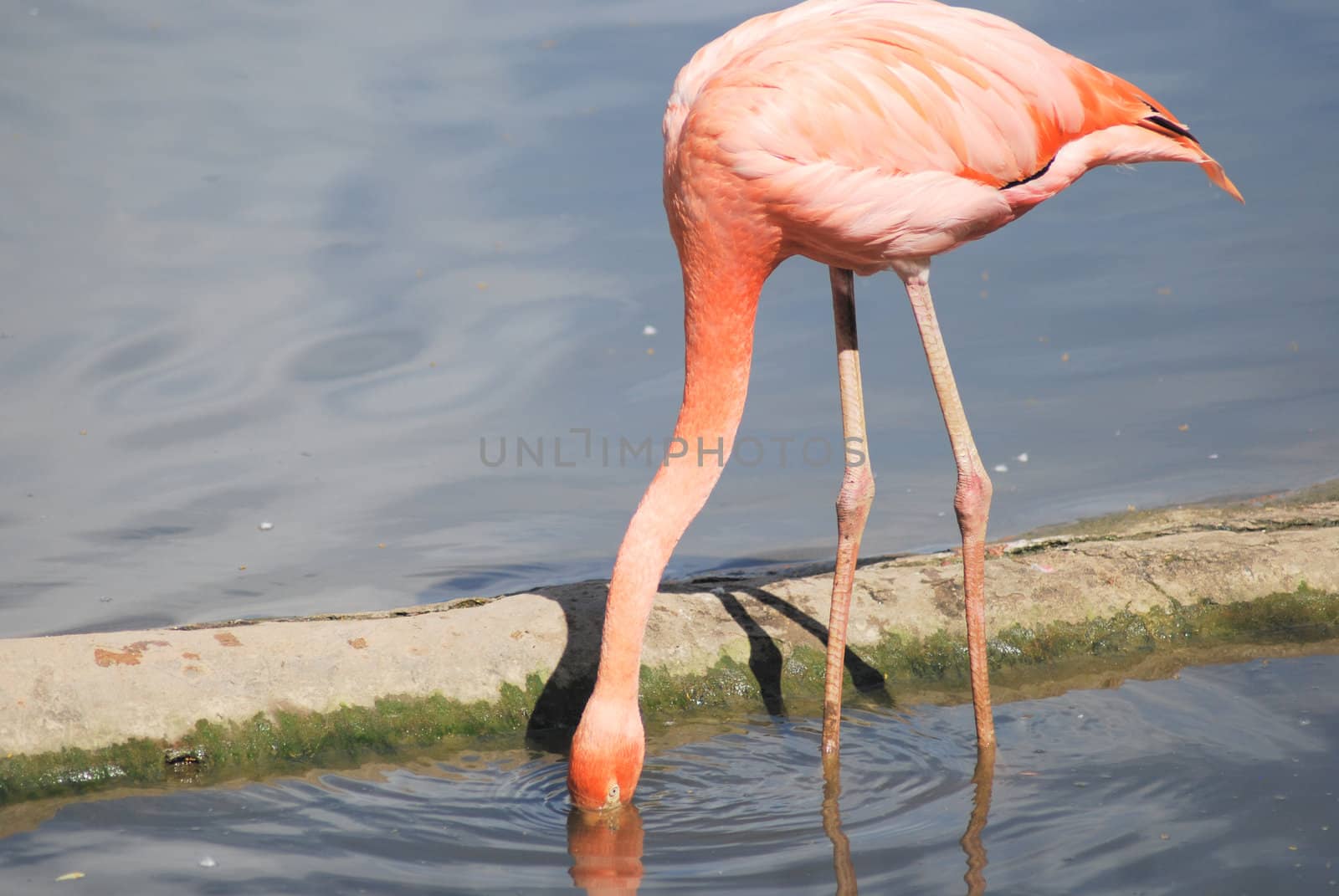 close up  of a beautiful pink flamingo, tropical bird by svtrotof