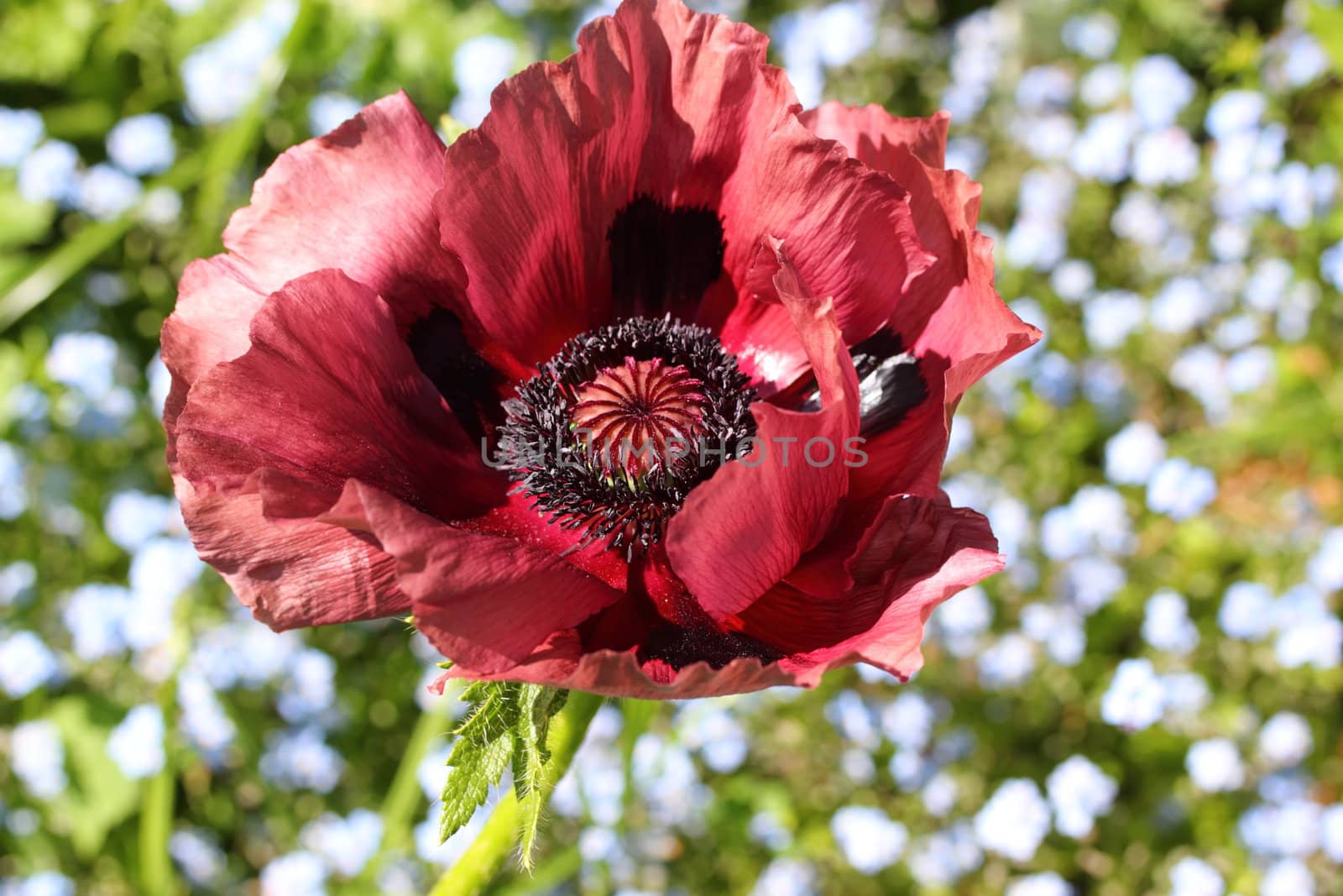 Poppy