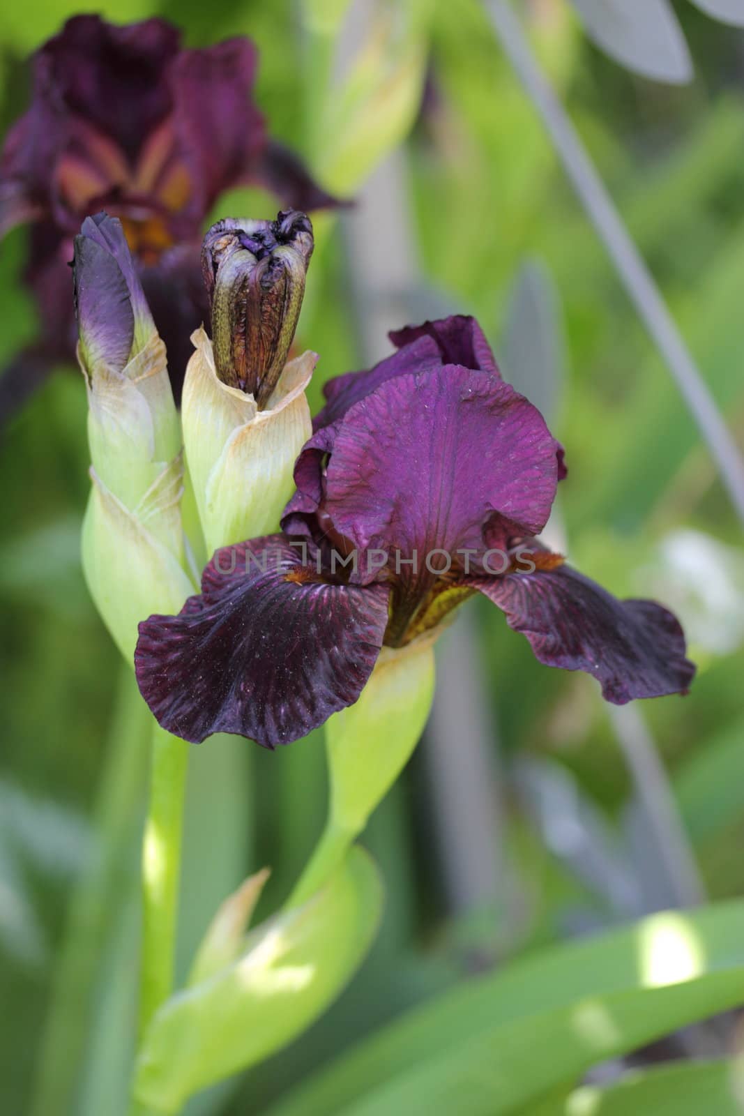 iris