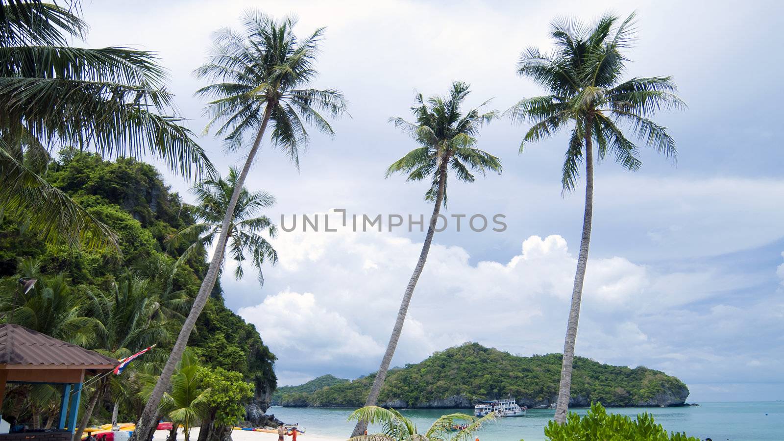 Coconut tree on the beach in Thailand by jakgree