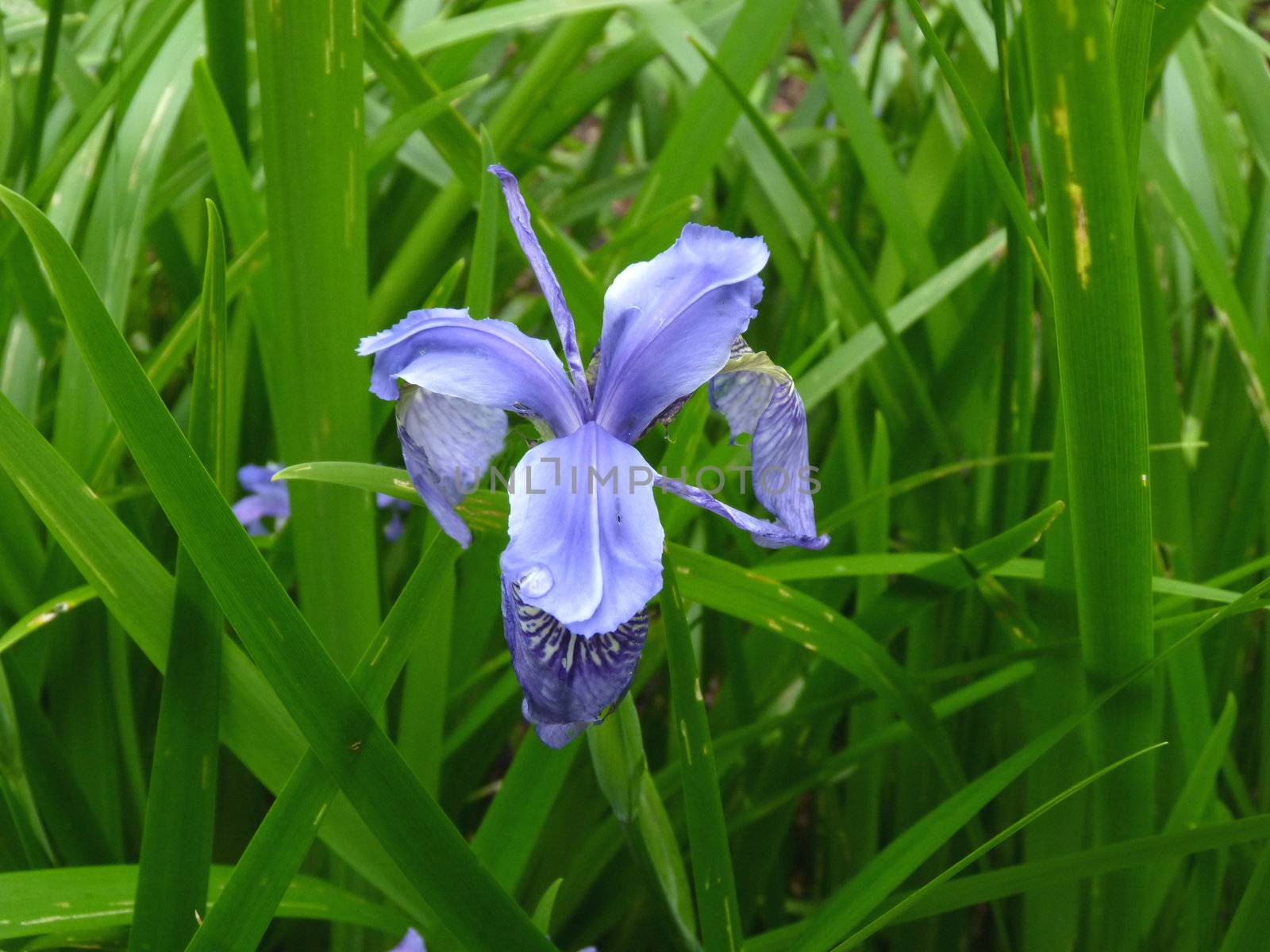 iris