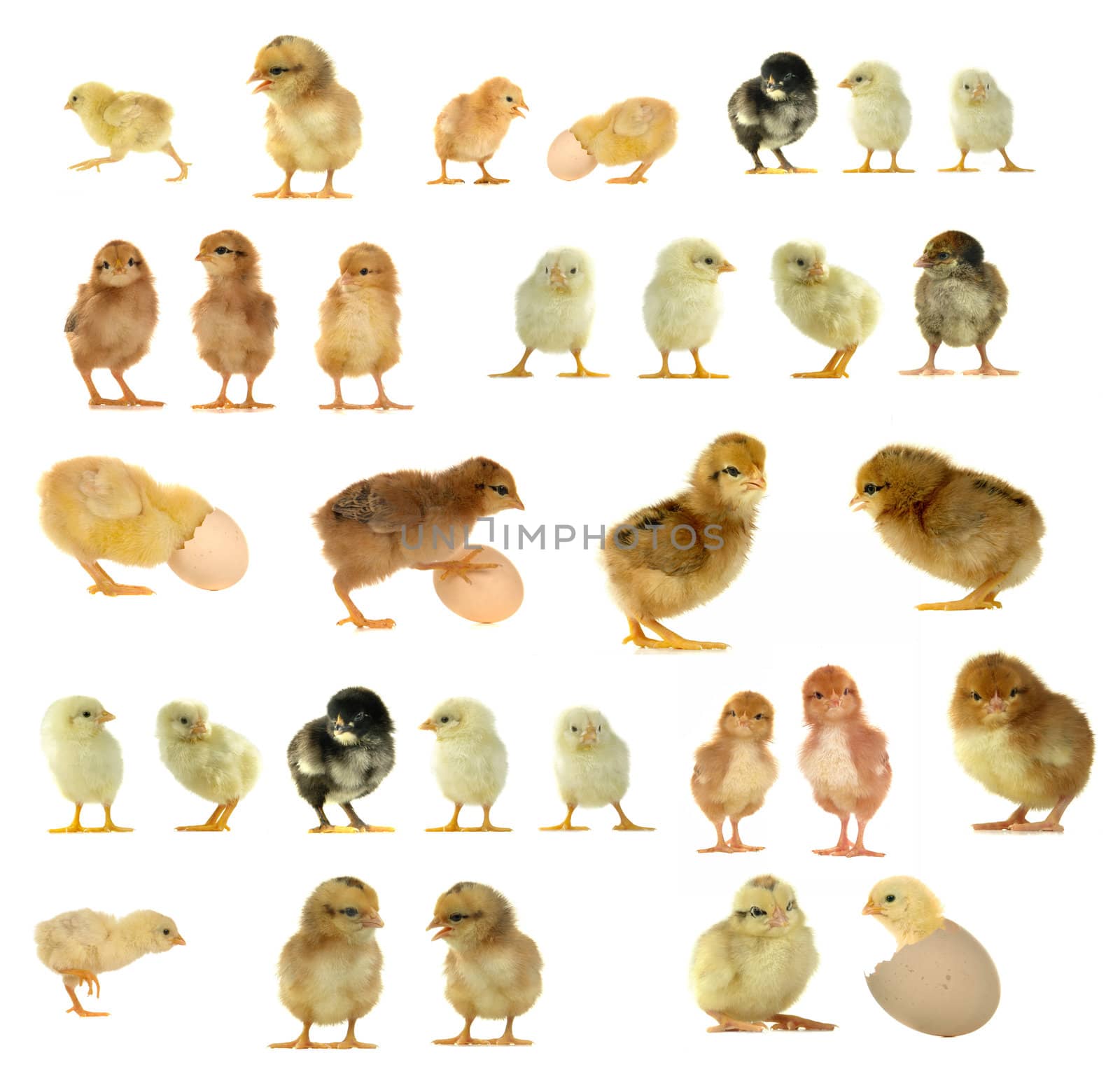 chick on a white background                               