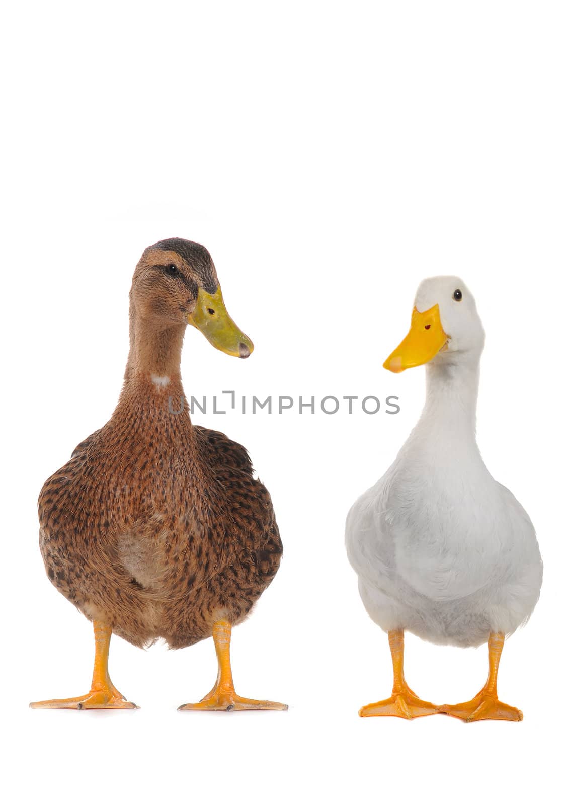  two ducks  on white a background           