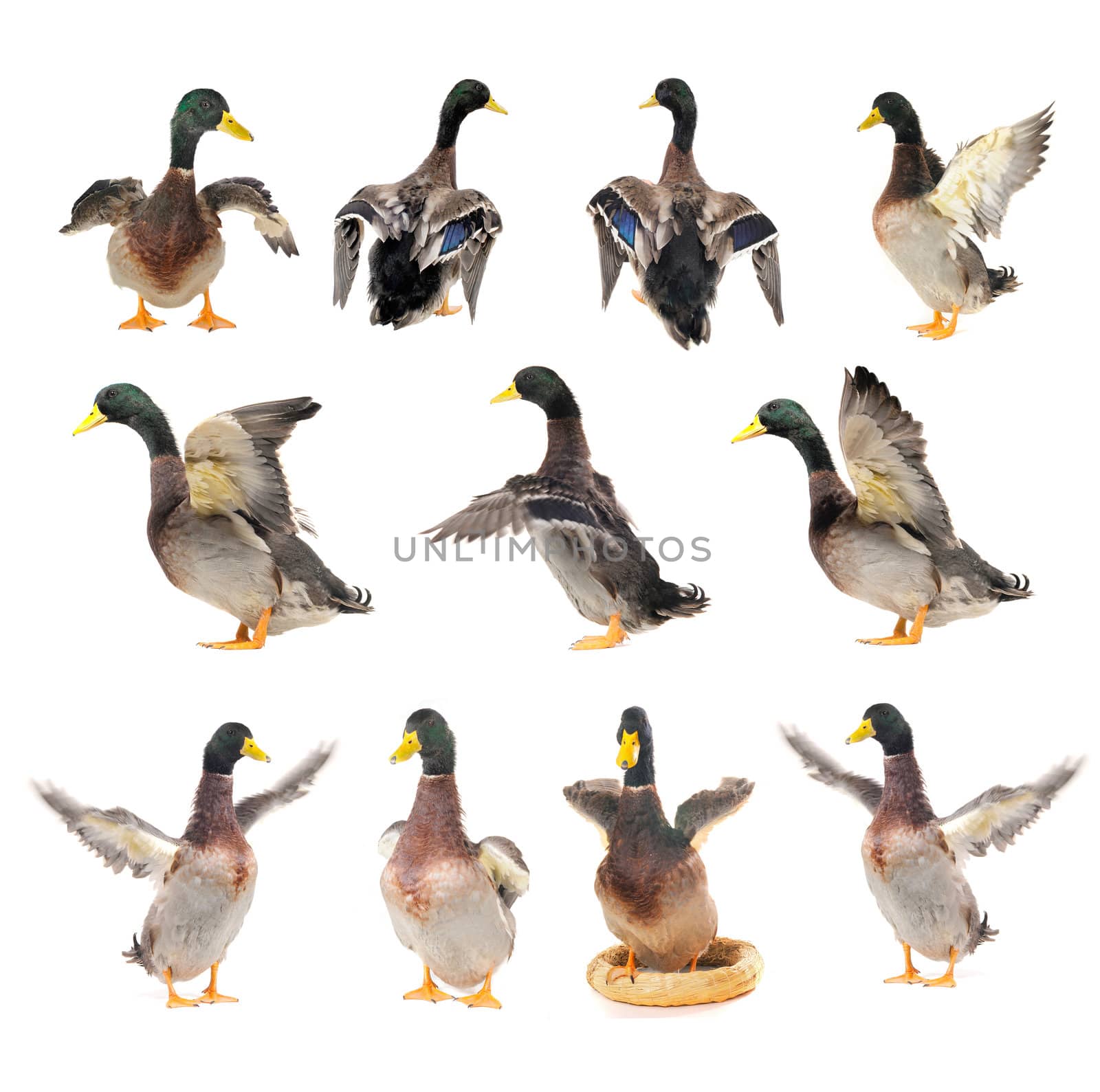 Wave of a wing of a duck