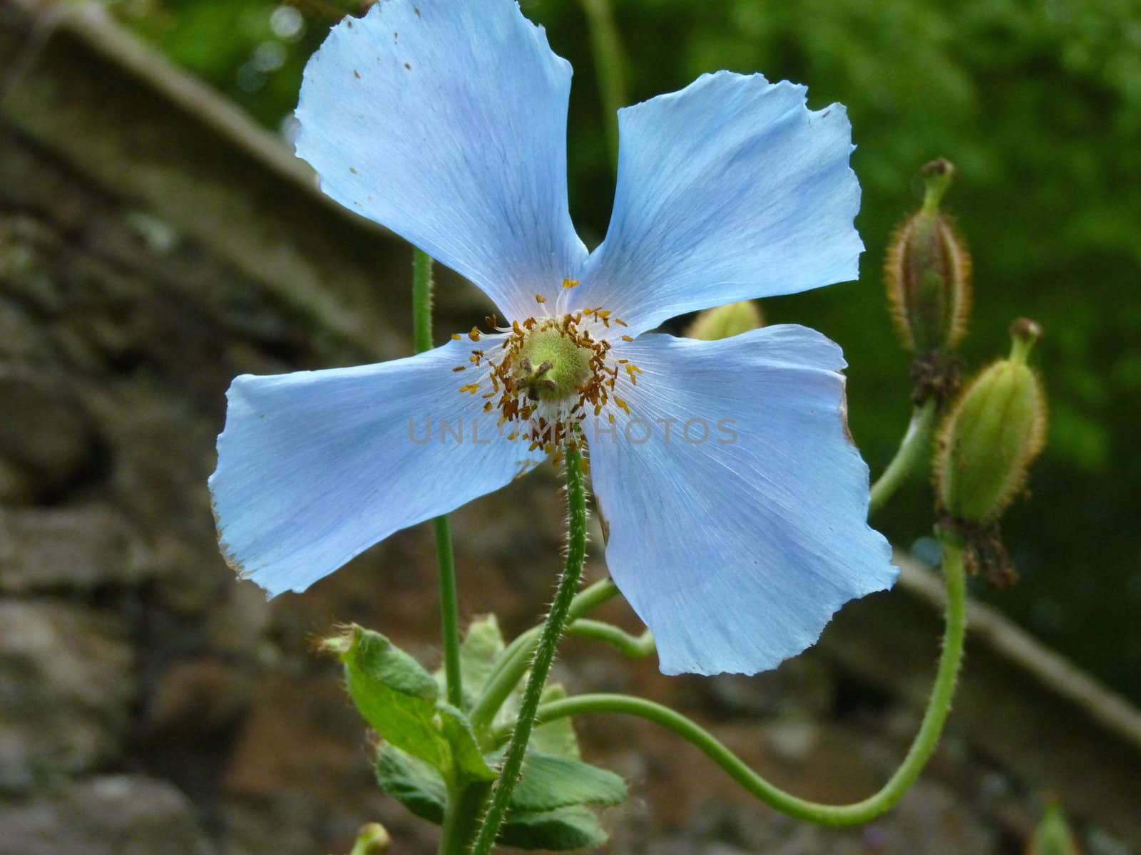 meconopsis