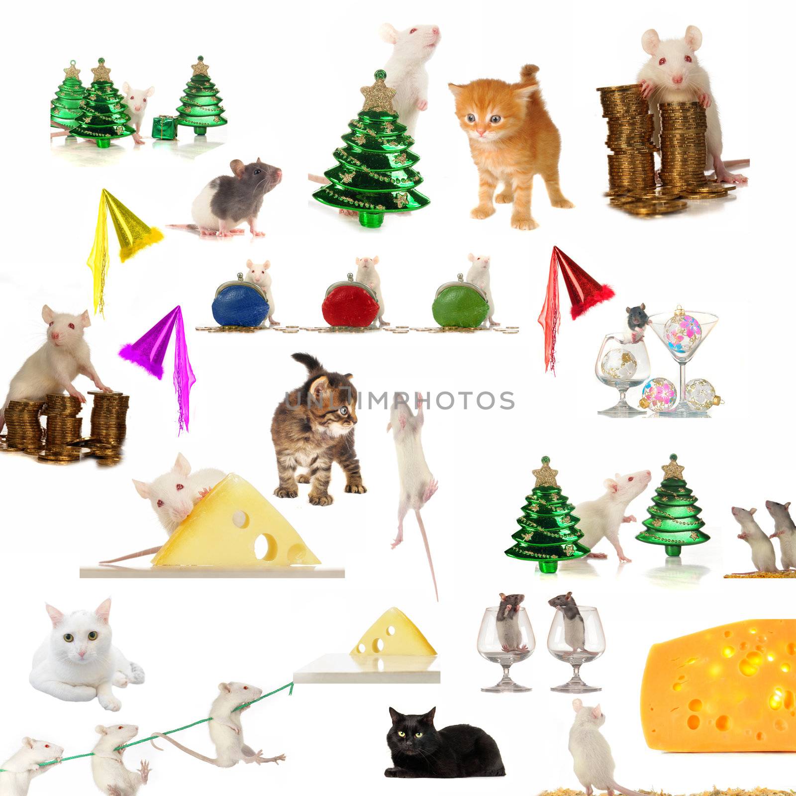 Rat and cats on a white background                                 