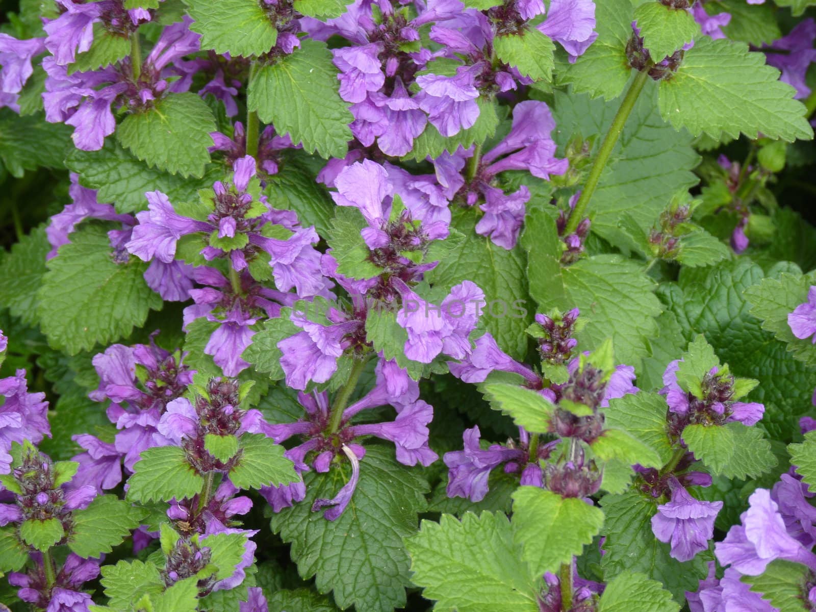 Purple deadnettle