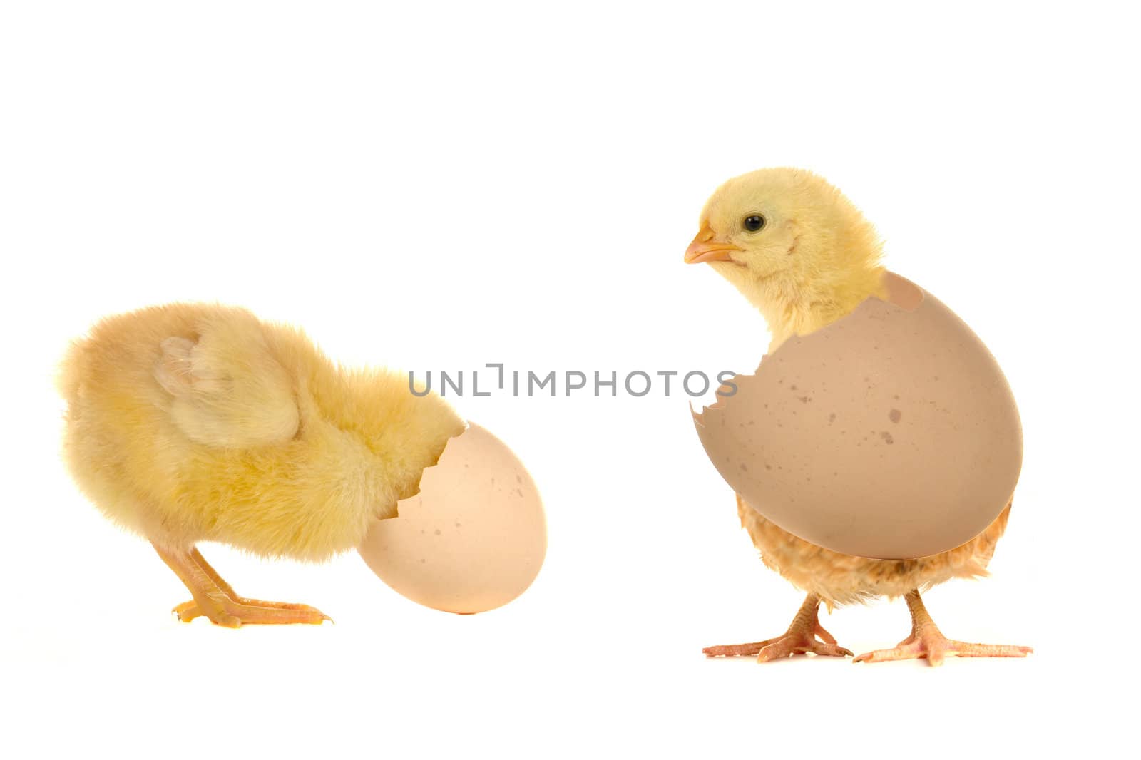 chick on a white background                               