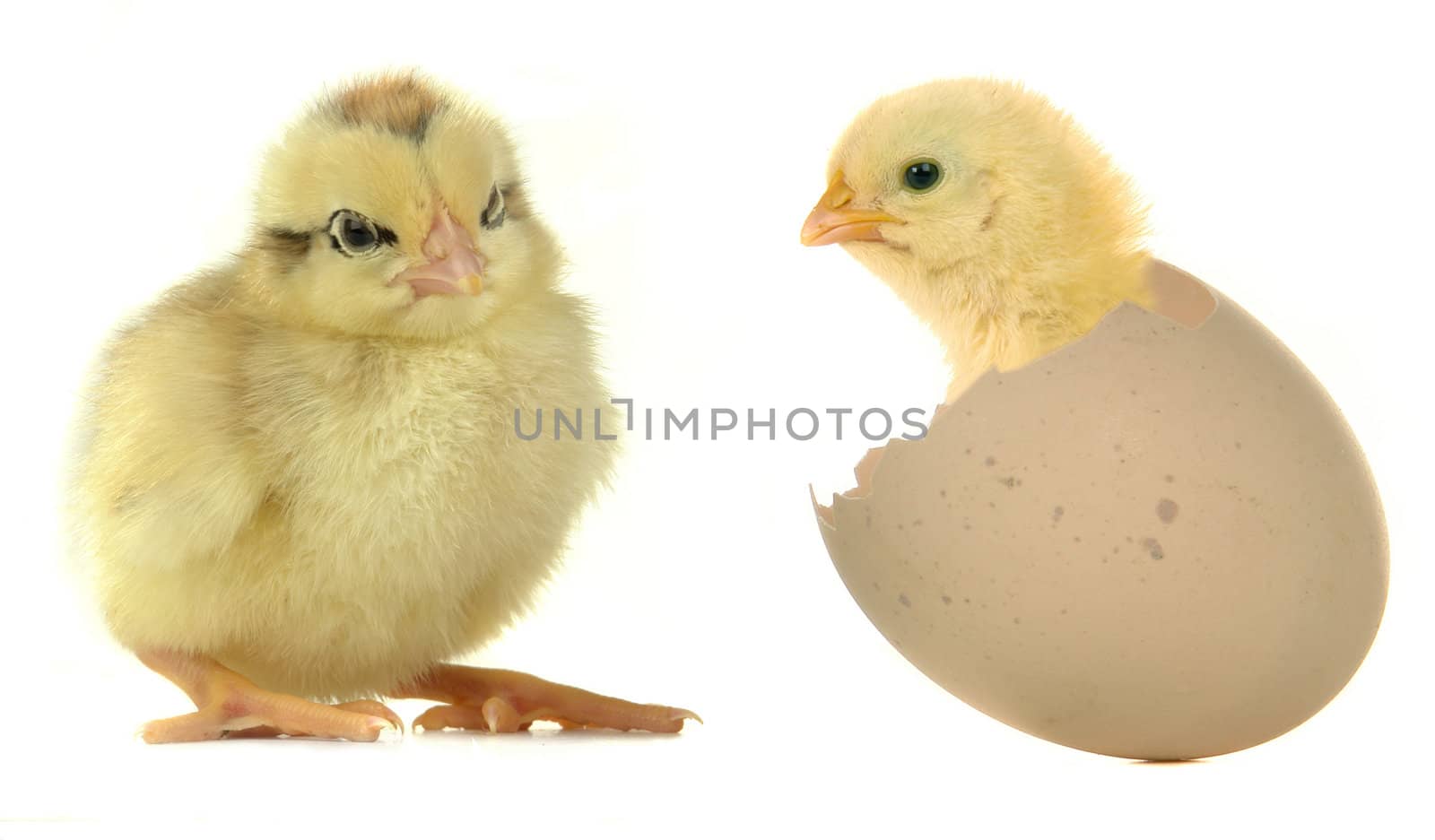 chick on a white background                               