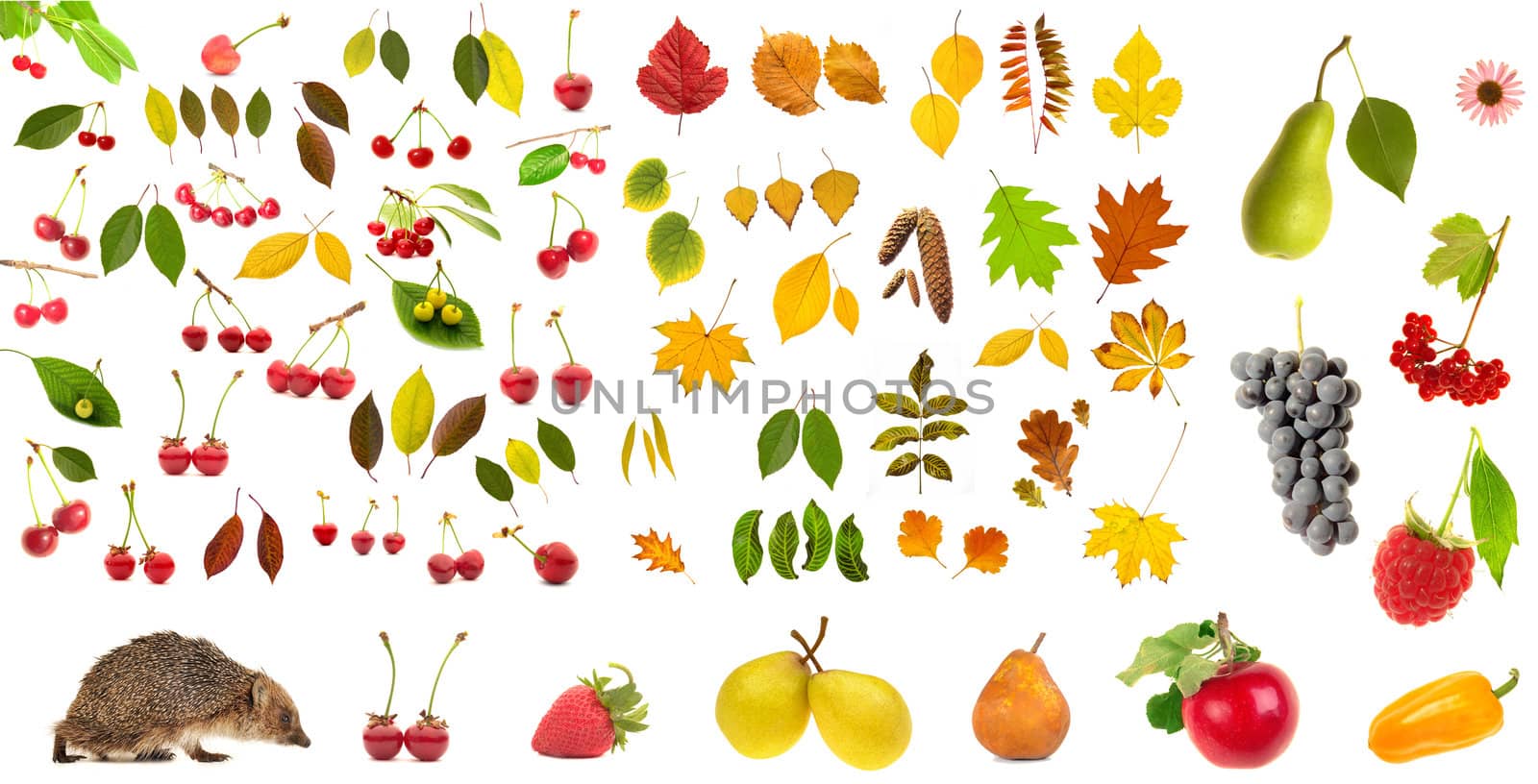  Isolated a hedgehog and fruit 