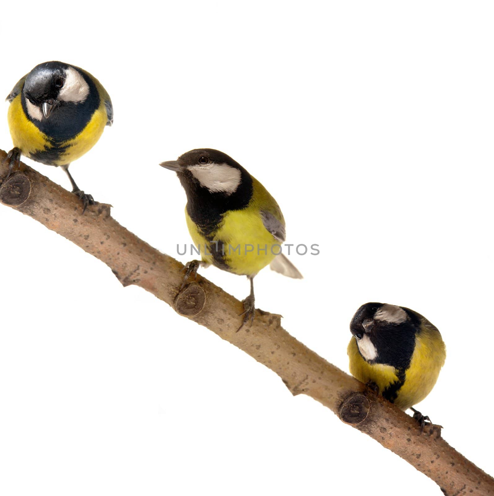 Titmouse on a white background                                  