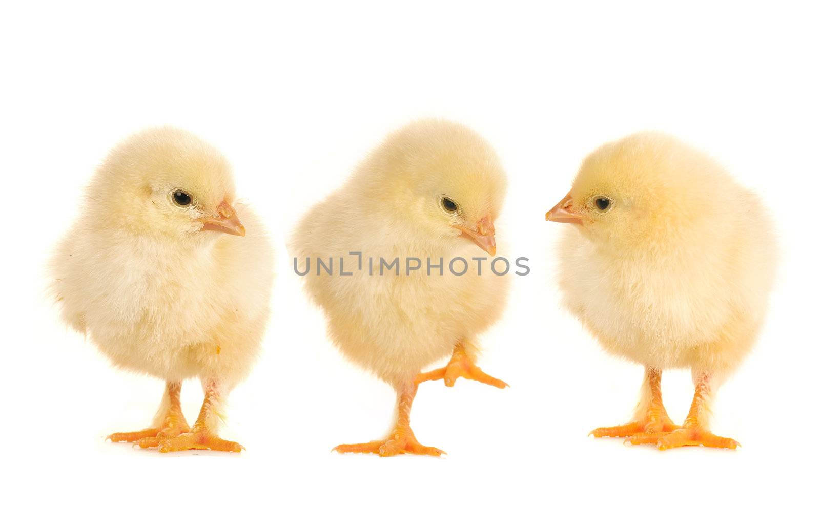  chicks and  on a white background