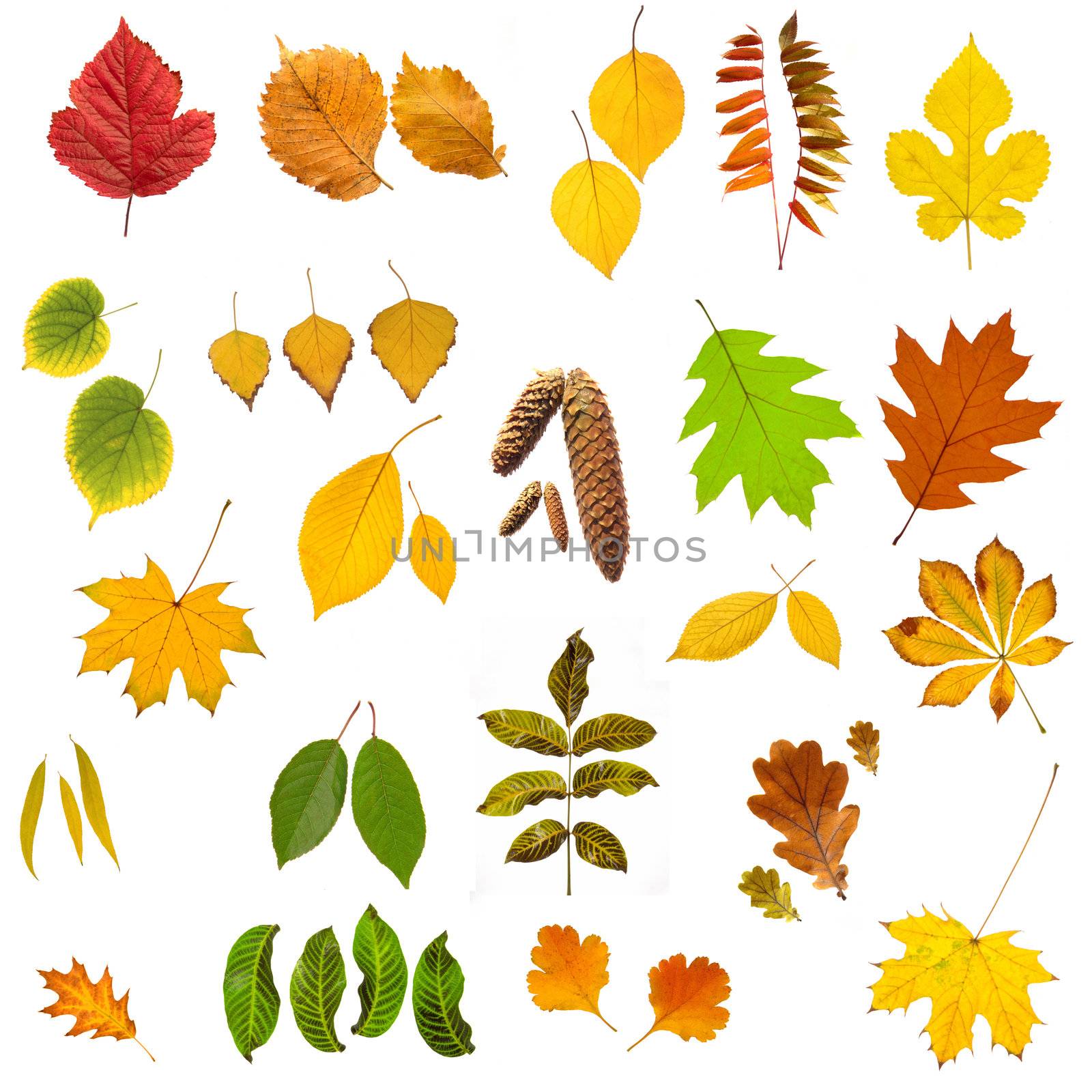 Red leaf on a white background                               