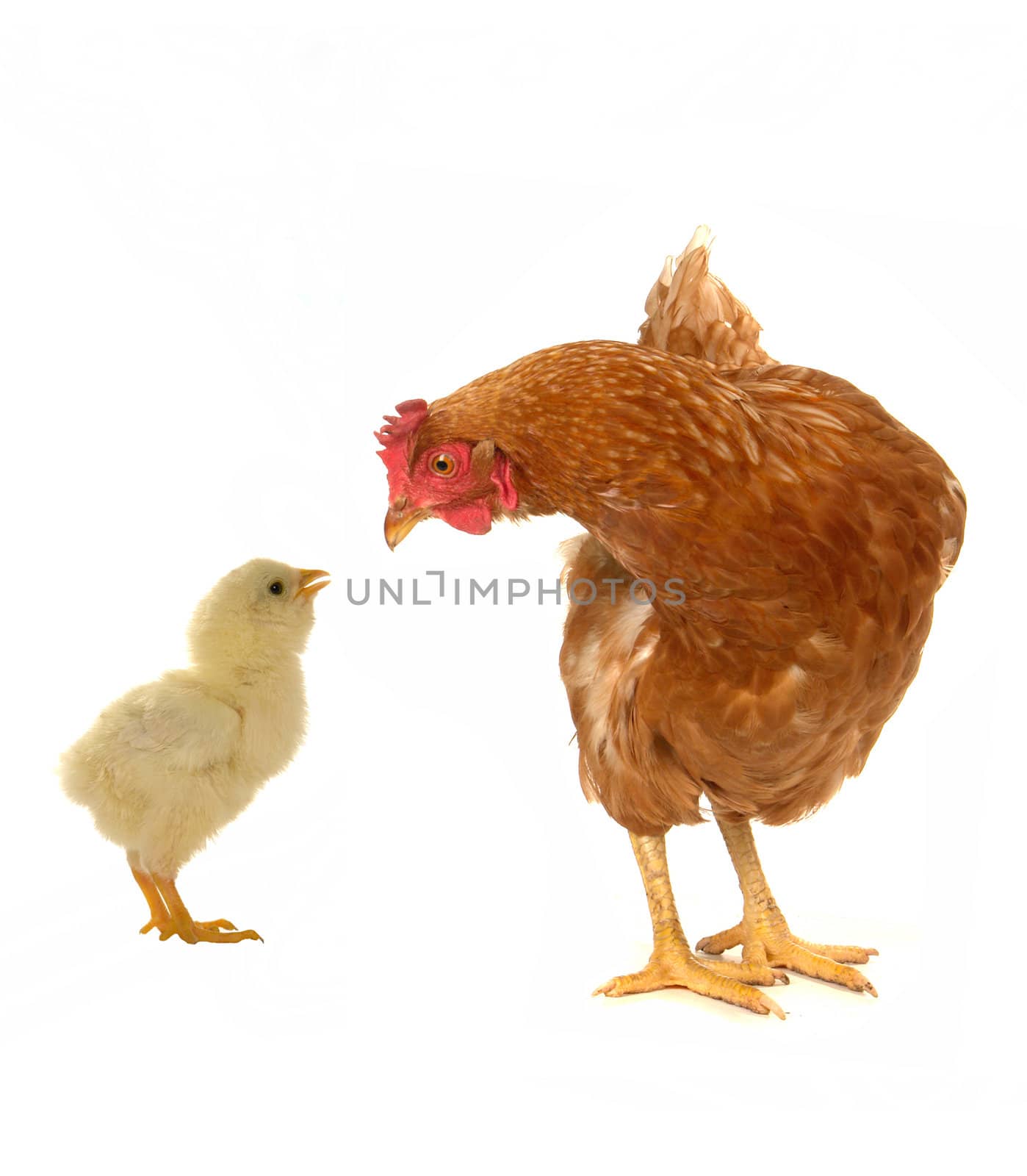 hens on a white background                                      
