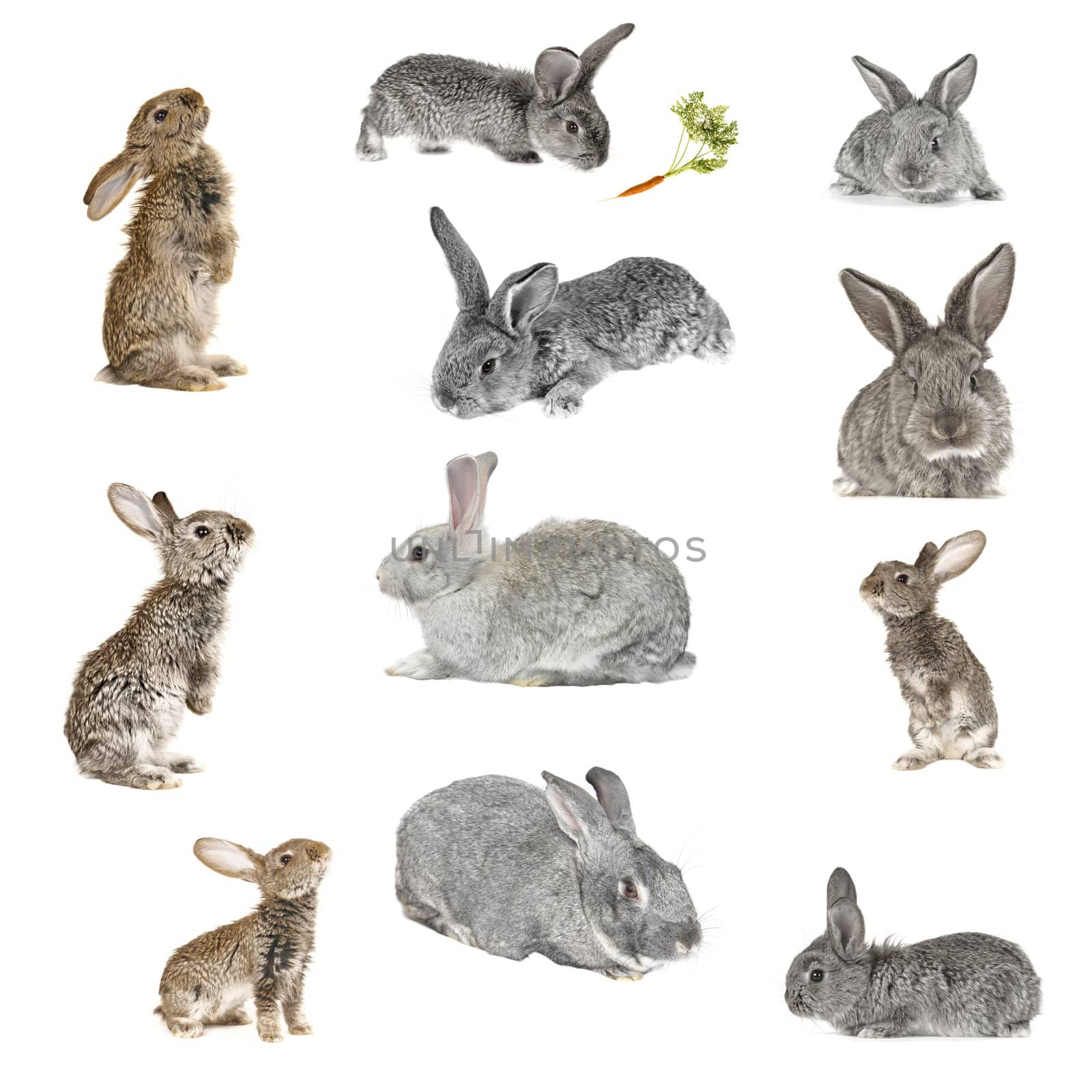 grey rabbit �n a white background