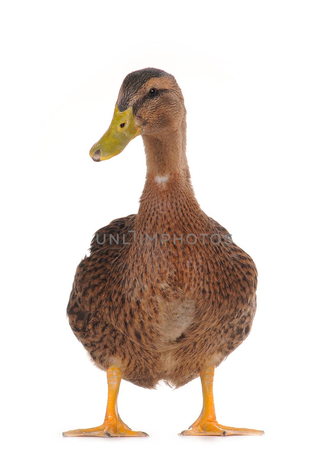  duck on a white background           