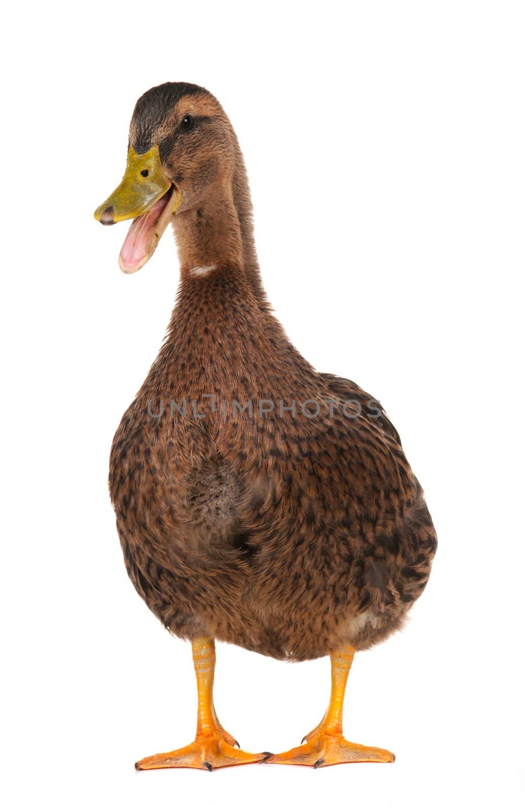  duck on a white background           