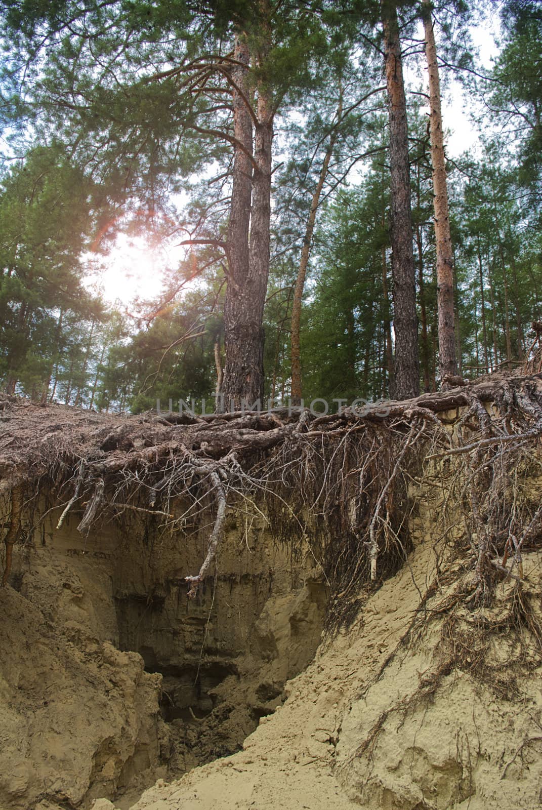 Canyon in pine forest, East Europe