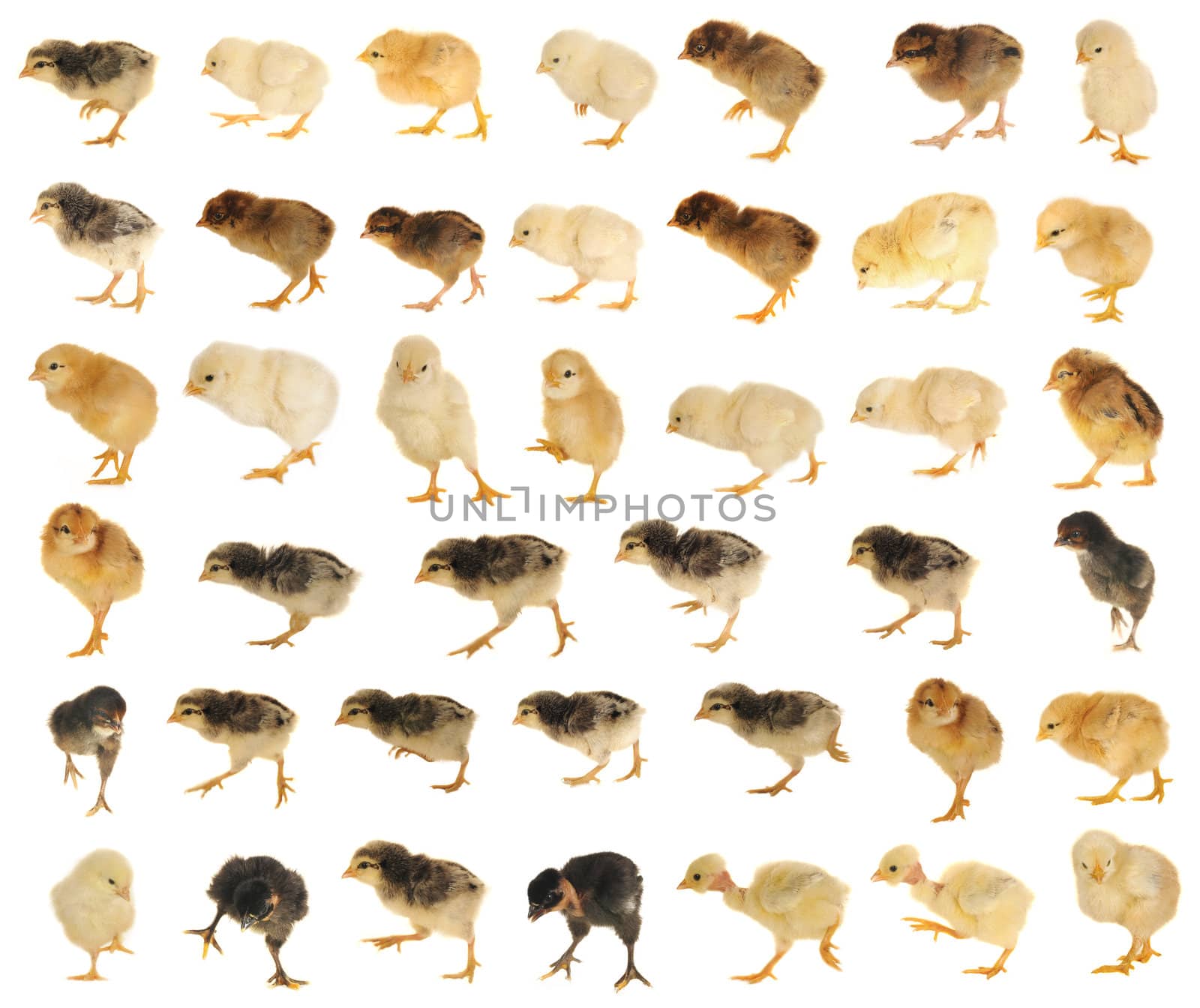 Going chicken on a white background