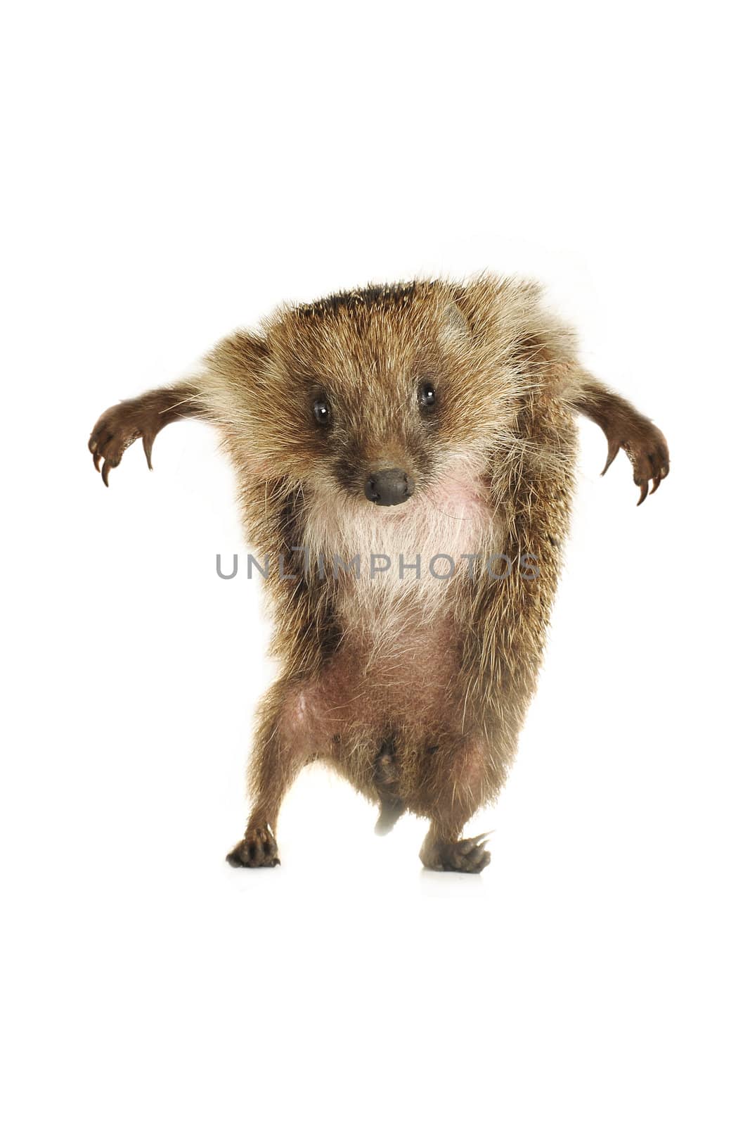Standing hedgehog on a white background