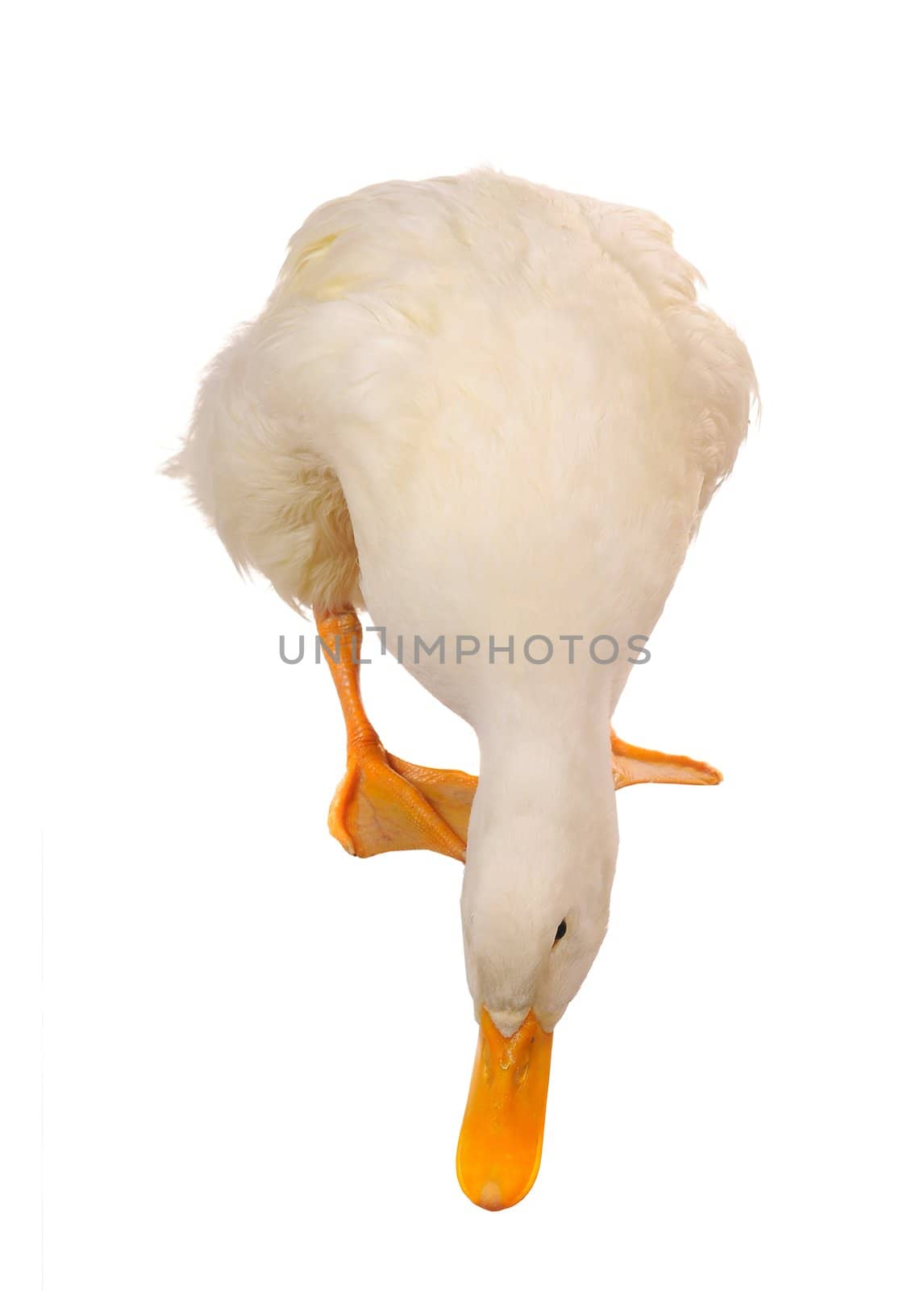  duck on a white background           