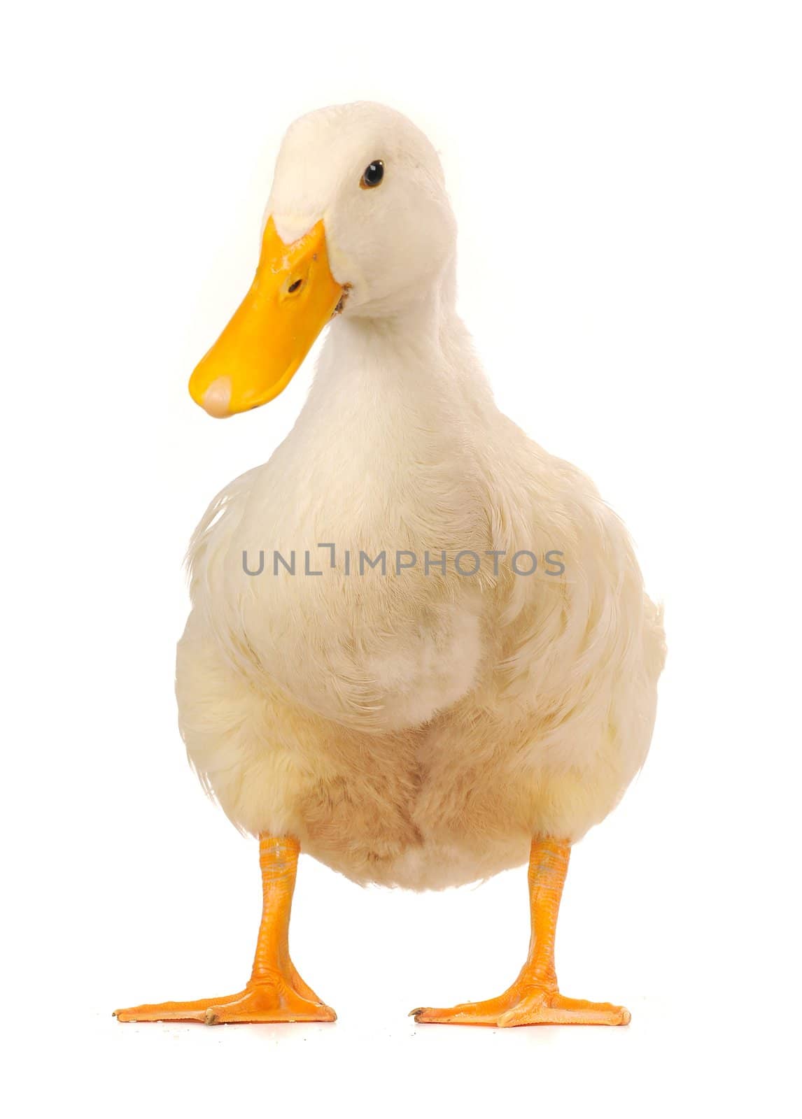  duck on a white background           