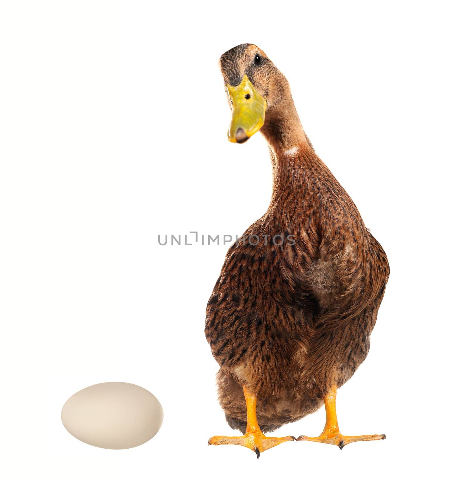  duck on a white background           