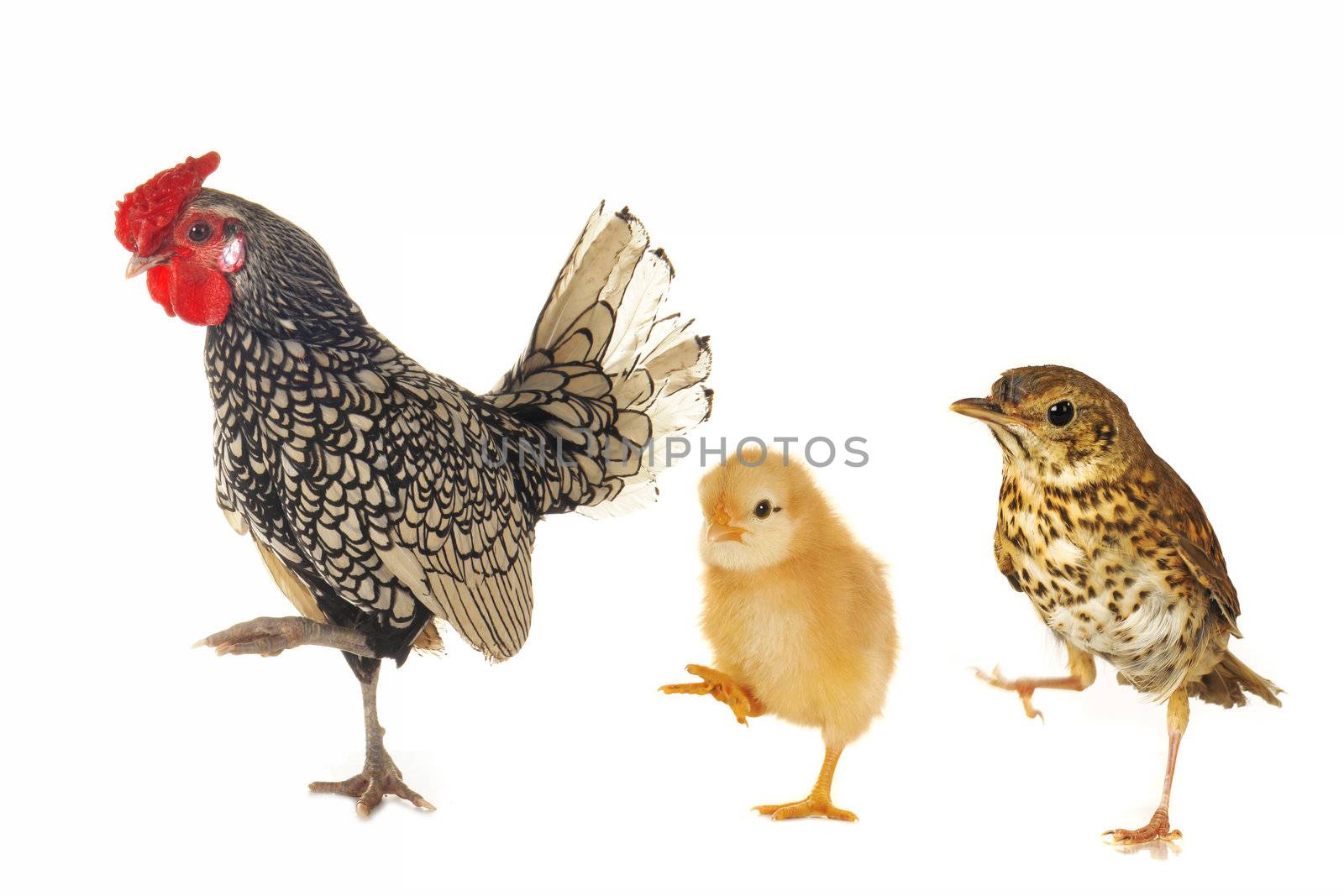 cocks and  song thrush  on a white background