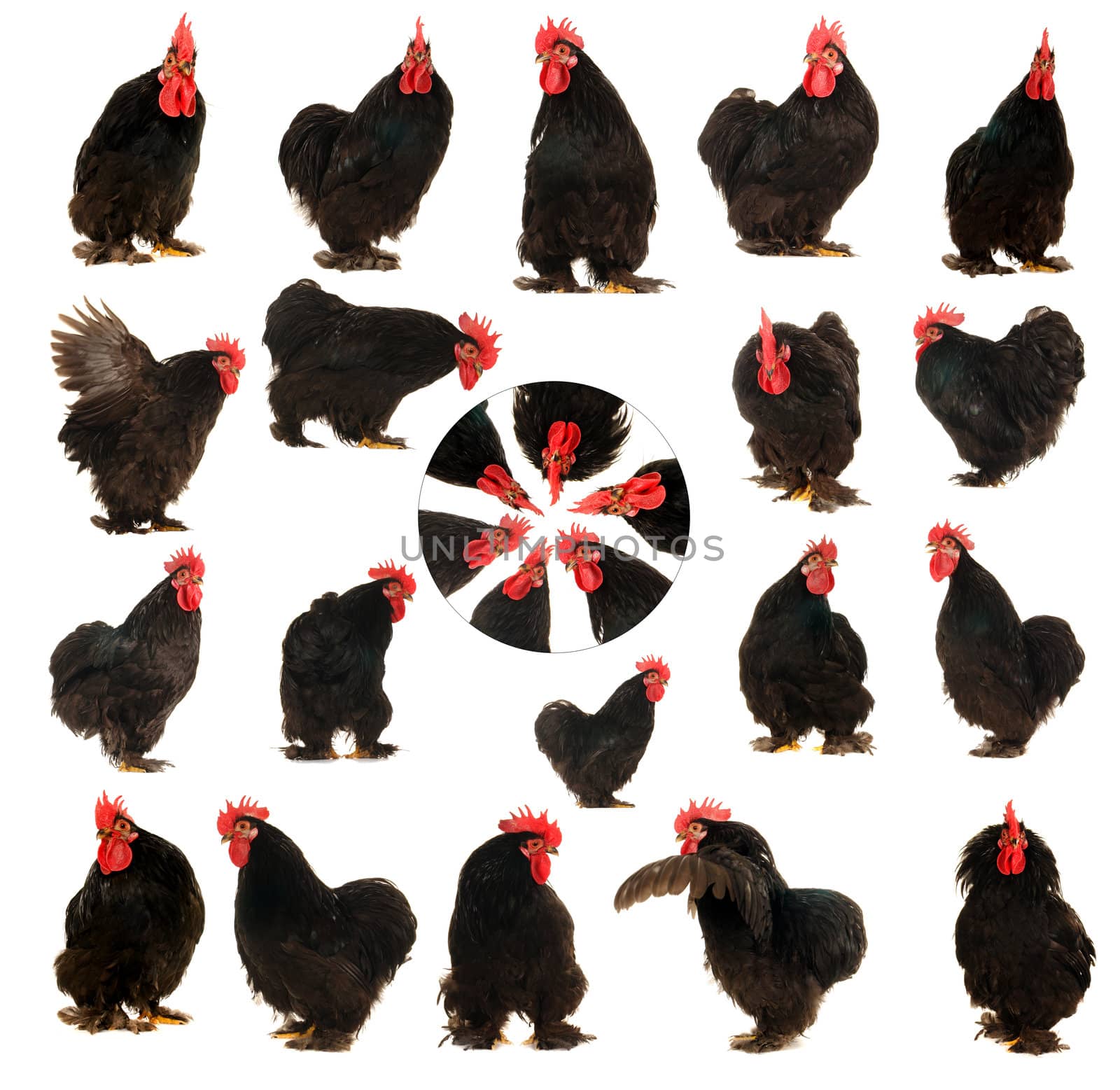  black cock on a white background