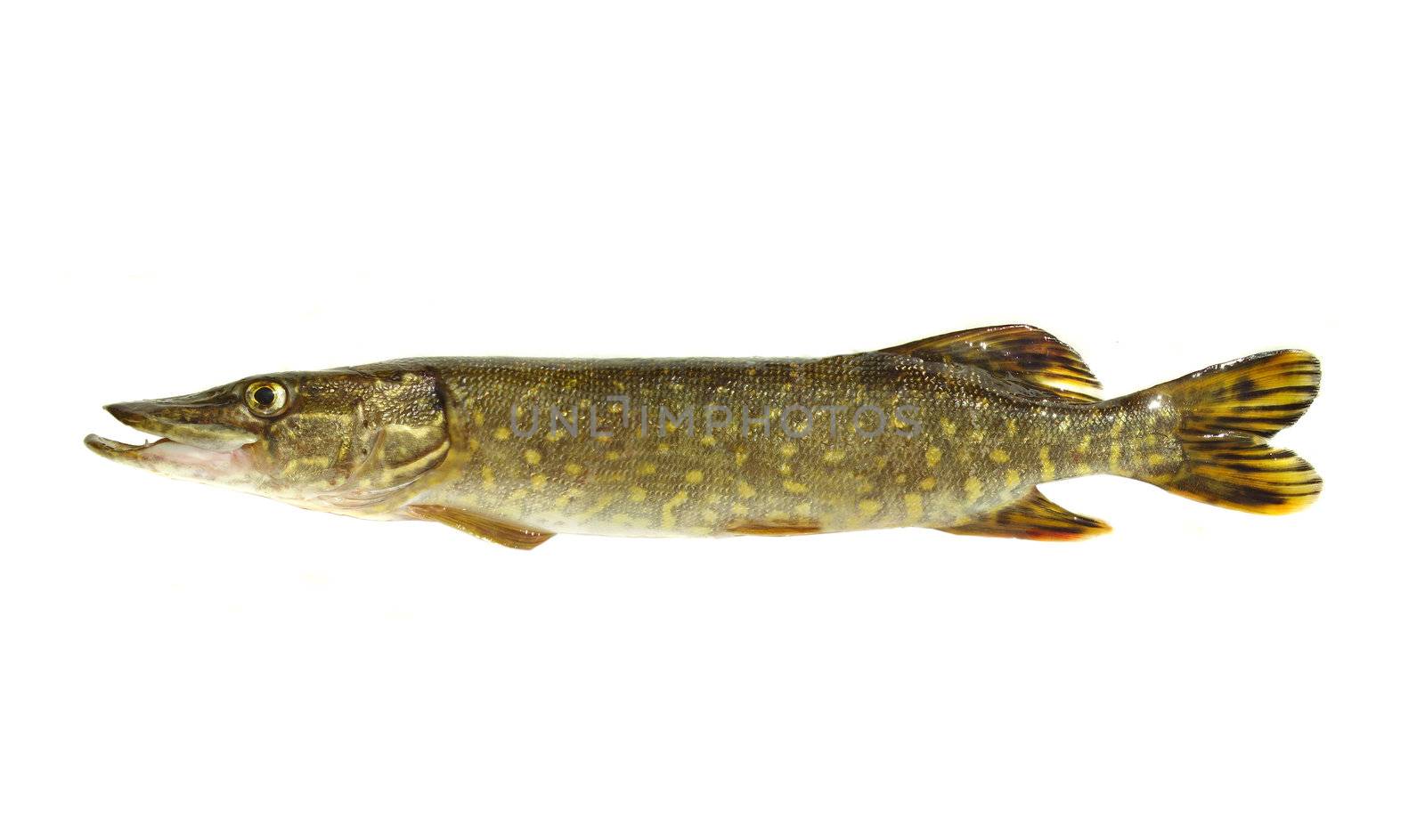  fish pike  on white background