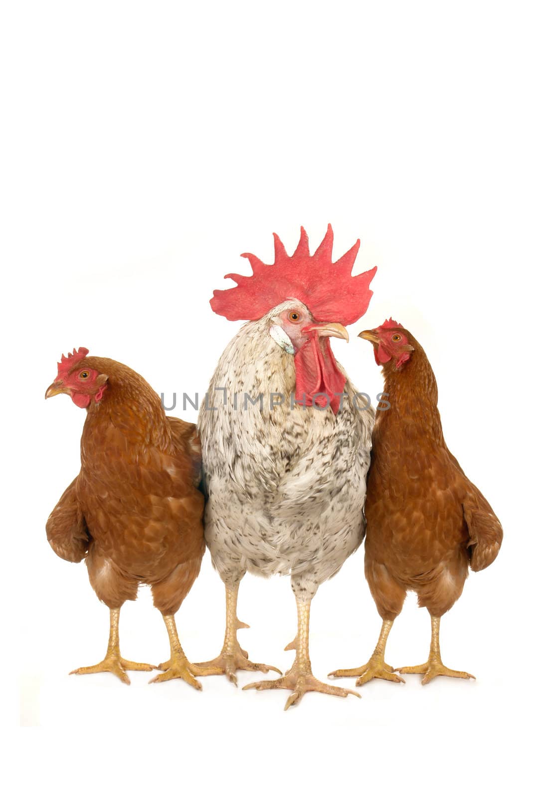 cock and brown hen on a white background