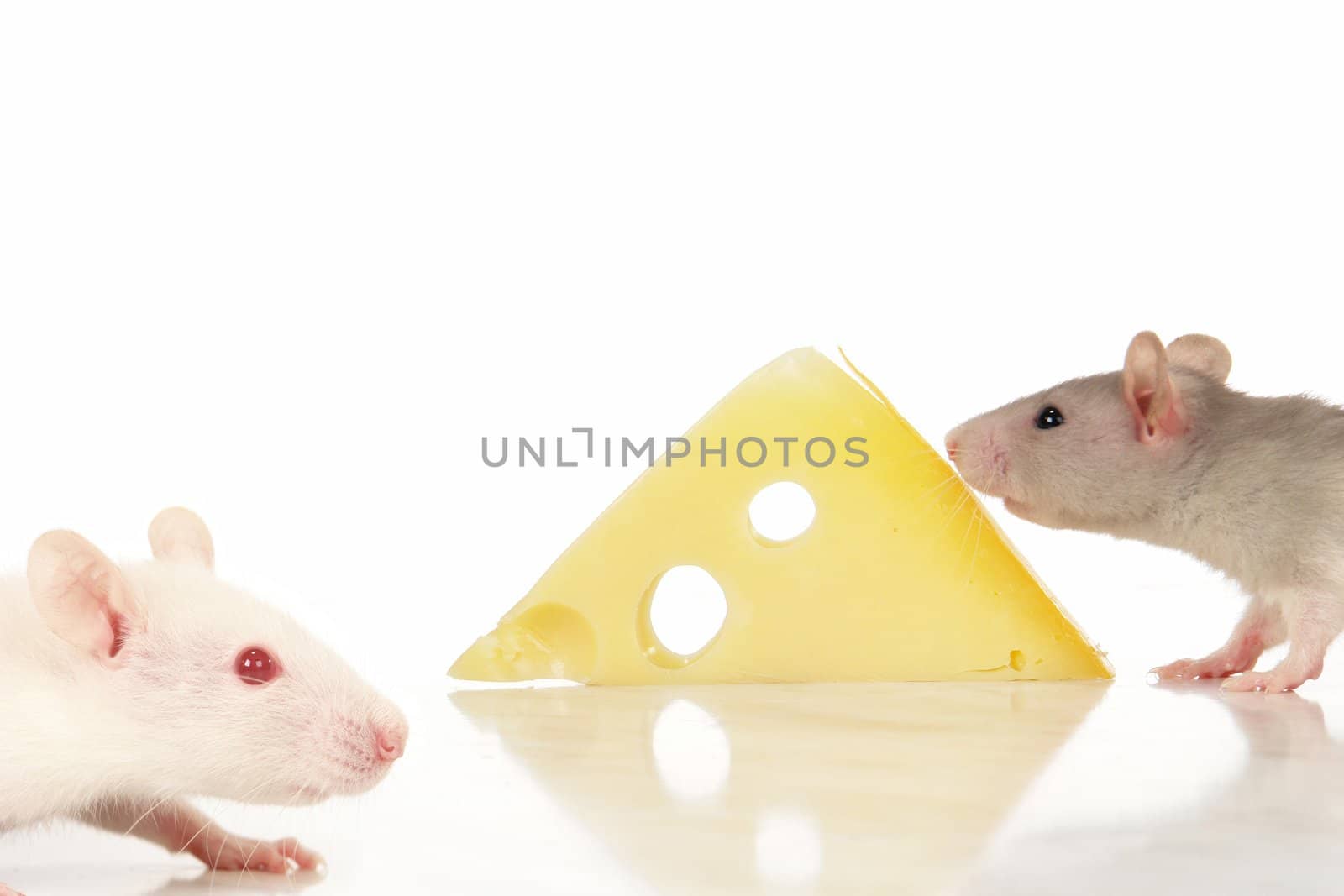 Rat on a white background                                    