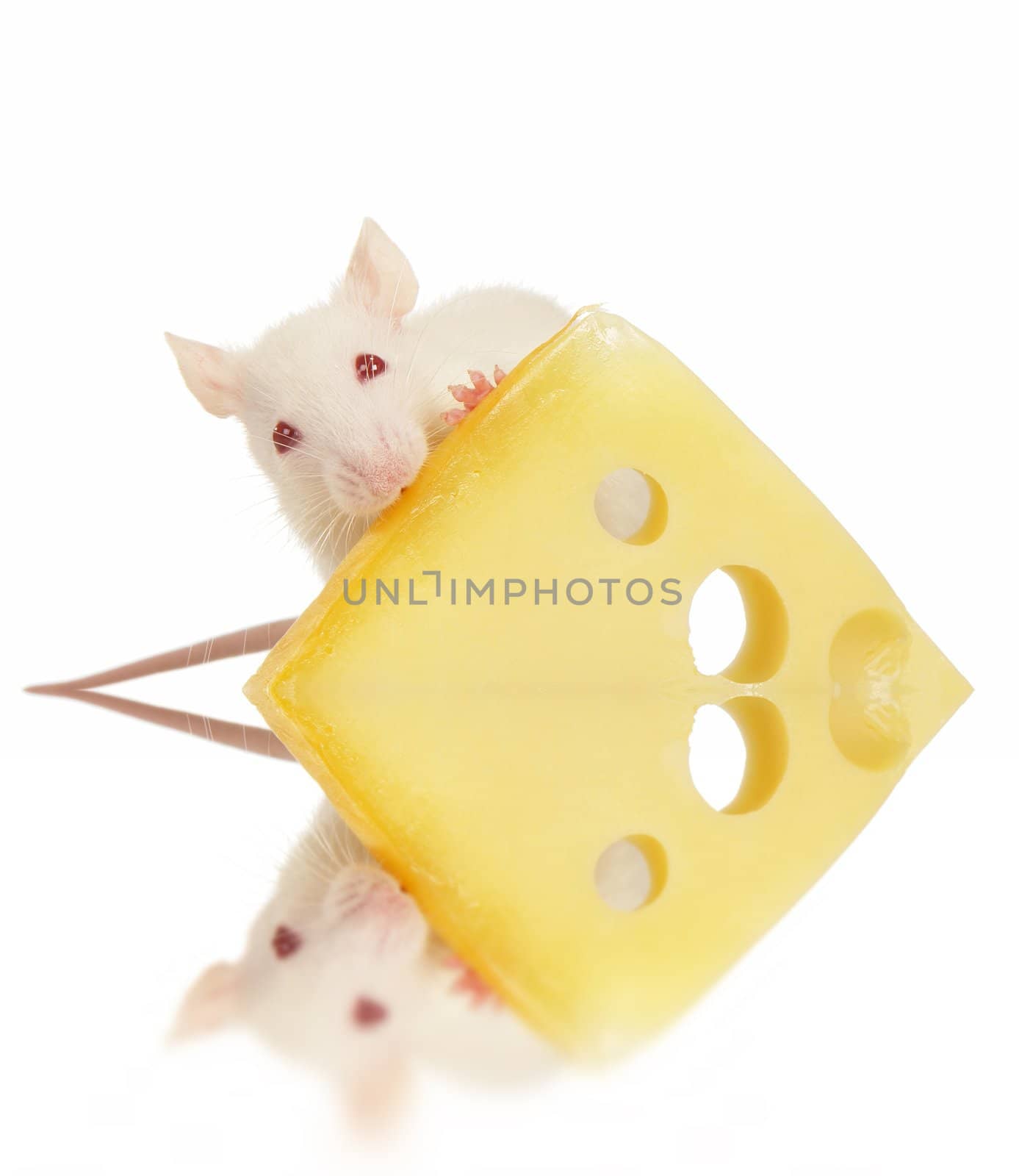 Rat on a white background                               