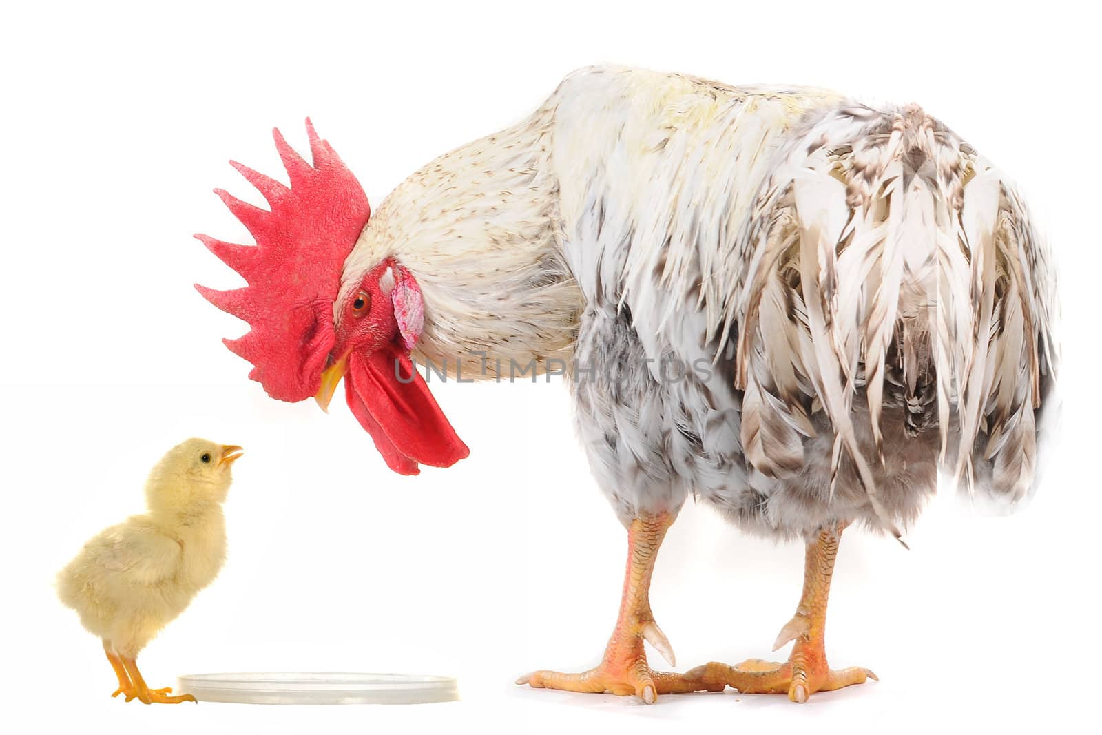 cock and chick on a white background                               