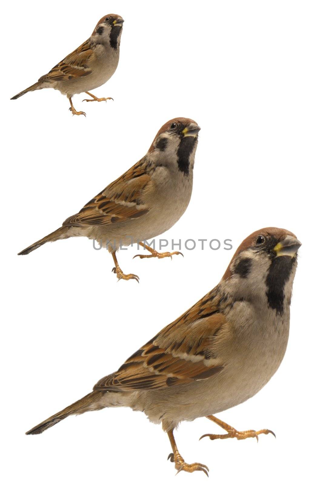 sparrow �n a white background    