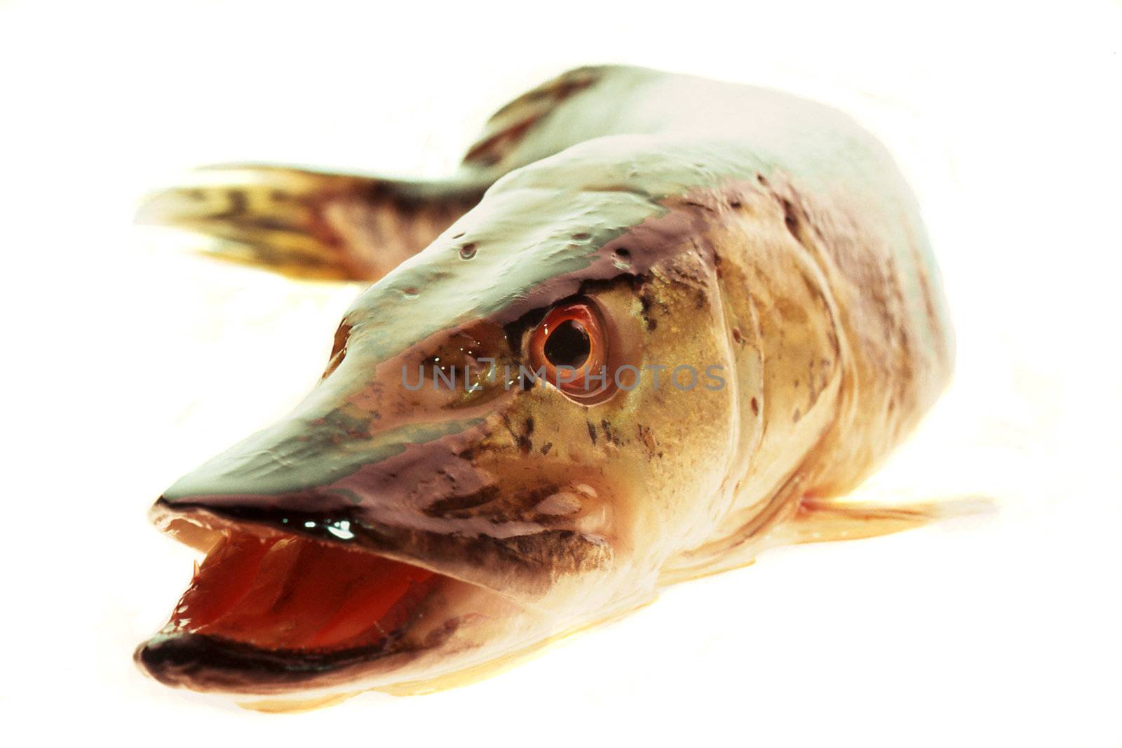  pike �n a white background