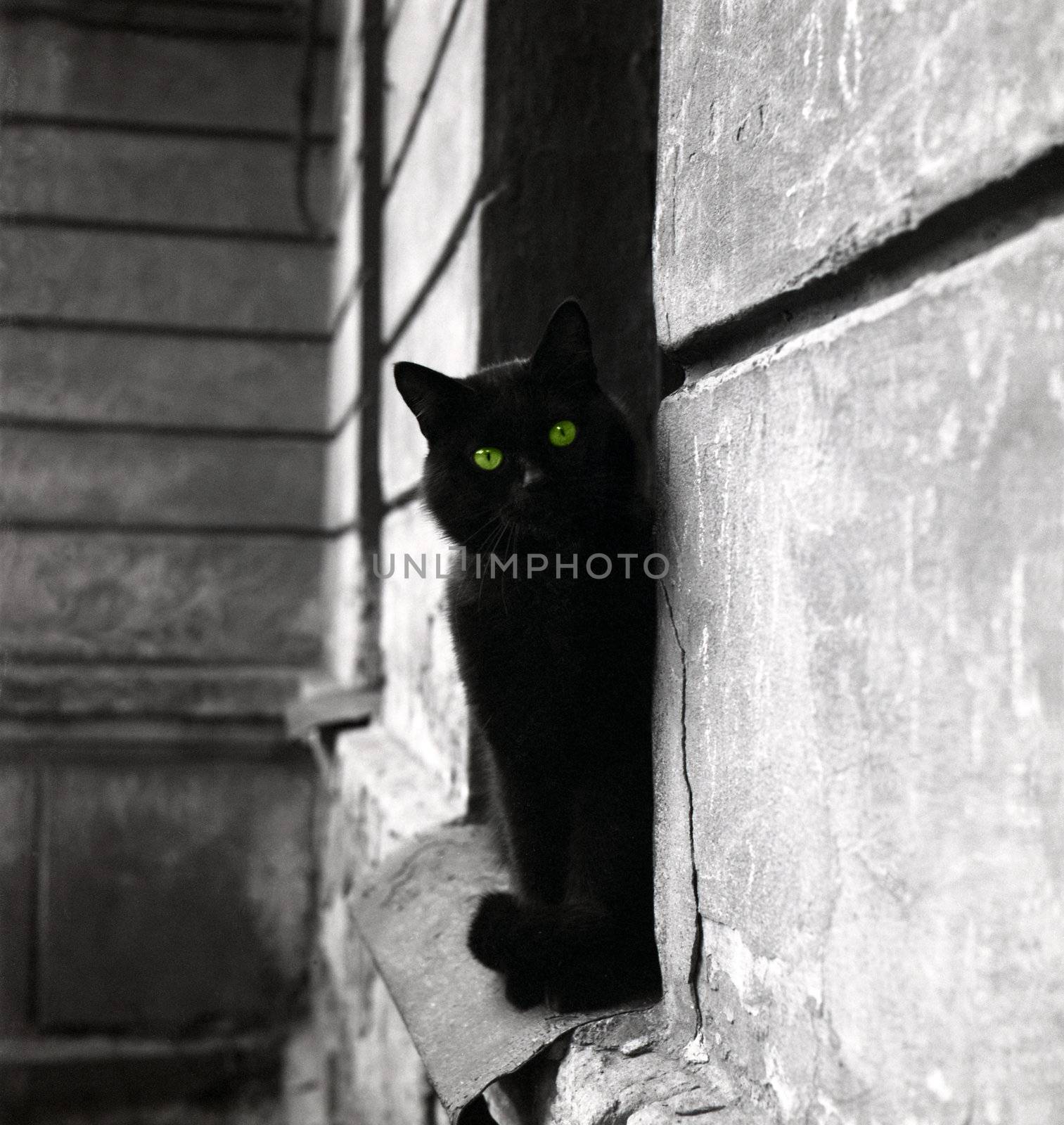 Black cat �n a grey background