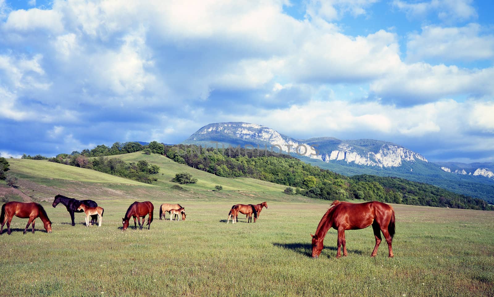Horses on a background of mountains