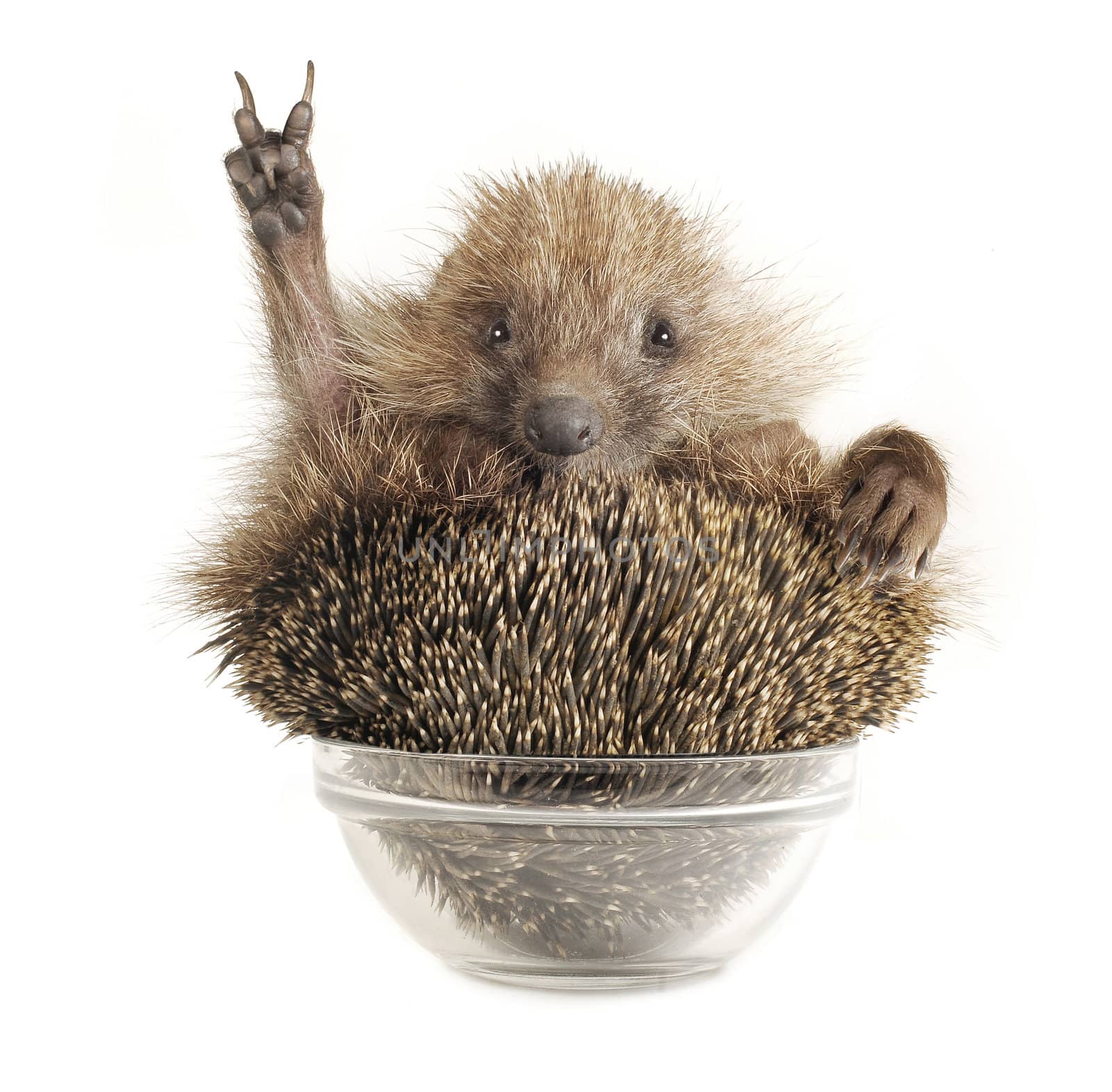 Hedgehog with gesture a victory on a white background